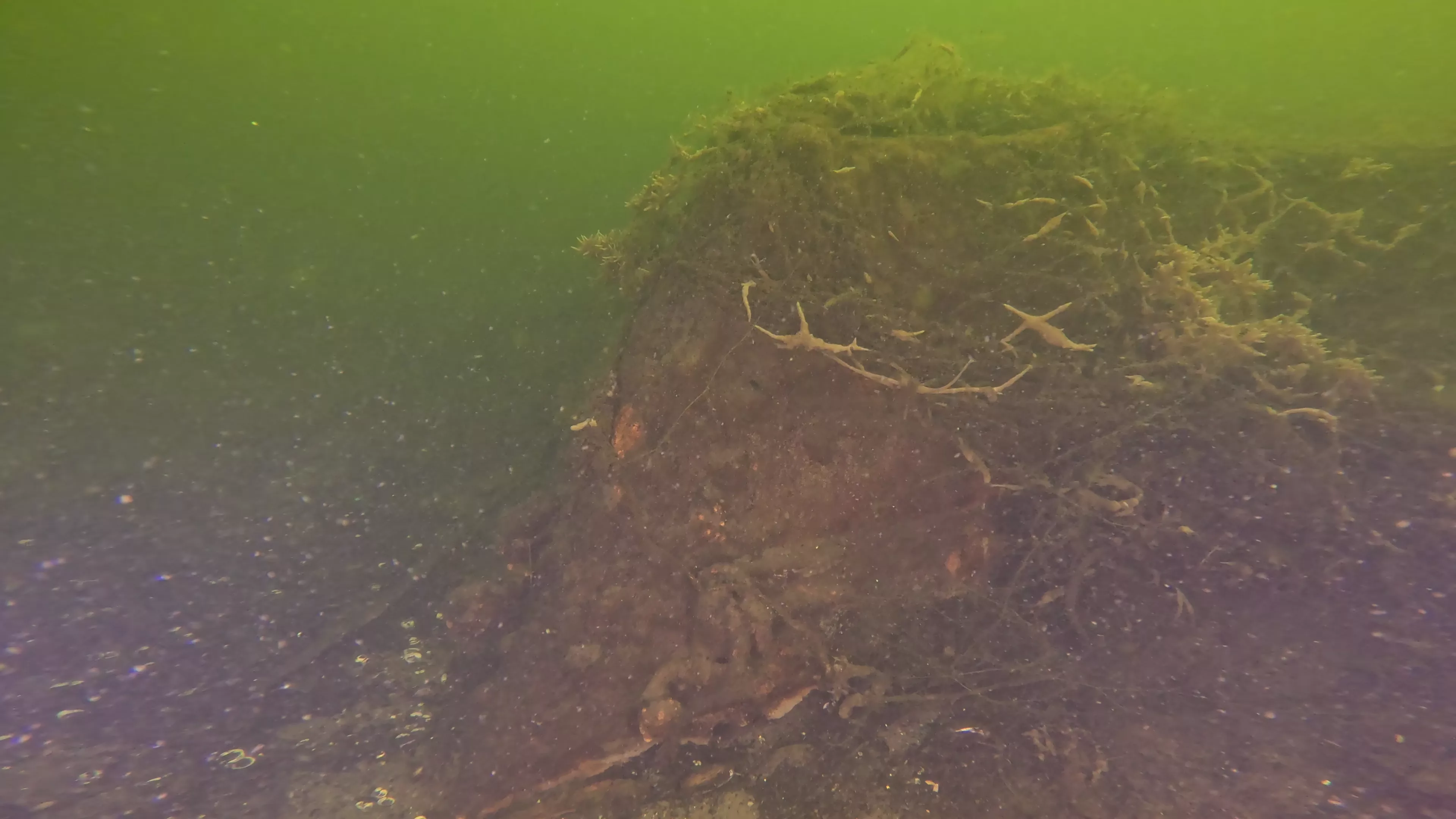 20' Wooden Barge Wreck (LU001), Lake Union, Seattle, WA — photo 2 of 15
