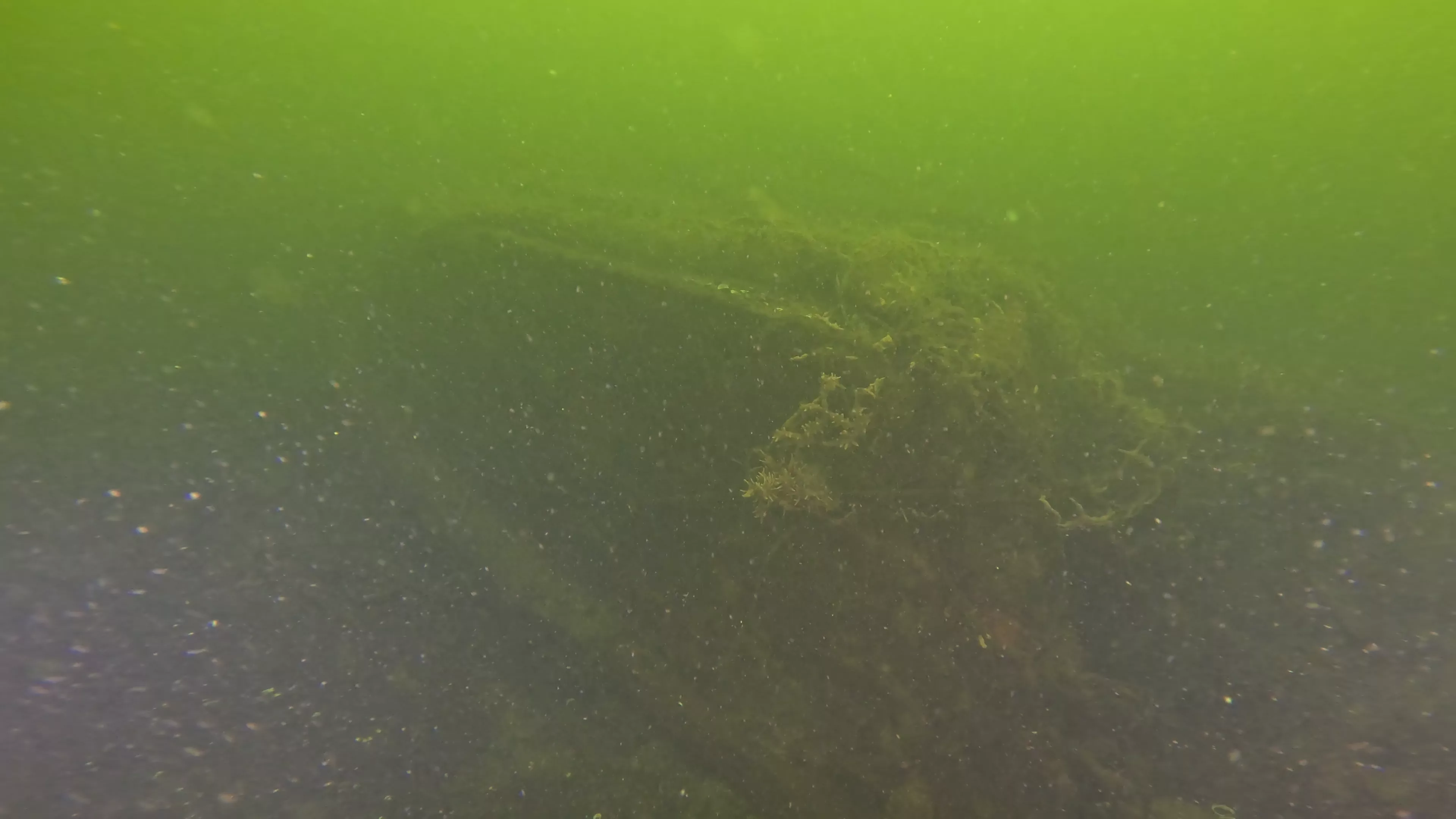 20' Wooden Barge Wreck (LU001), Lake Union, Seattle, WA — photo 3 of 15