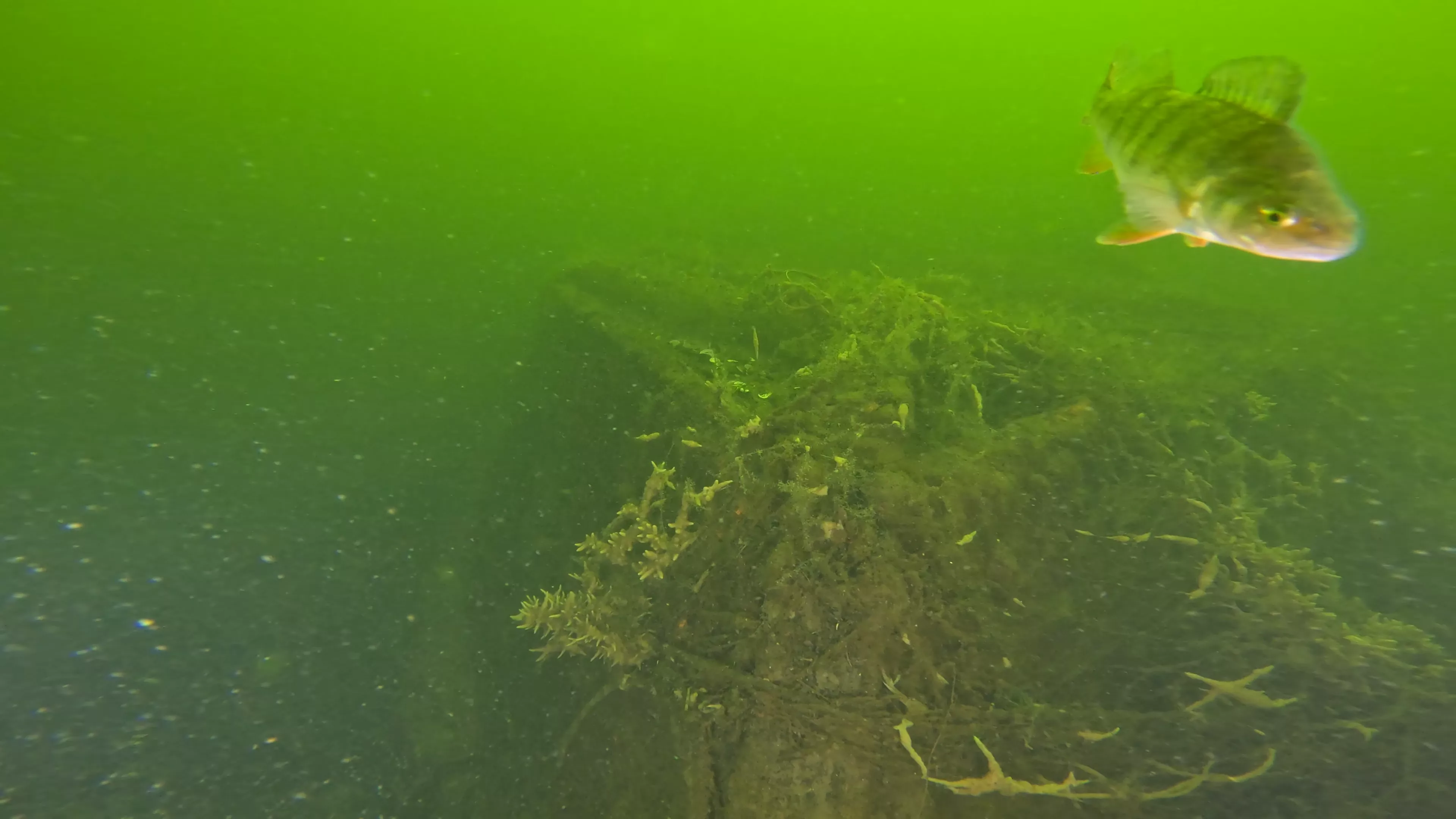 20' Wooden Barge Wreck (LU001), Lake Union, Seattle, WA — photo 4 of 15