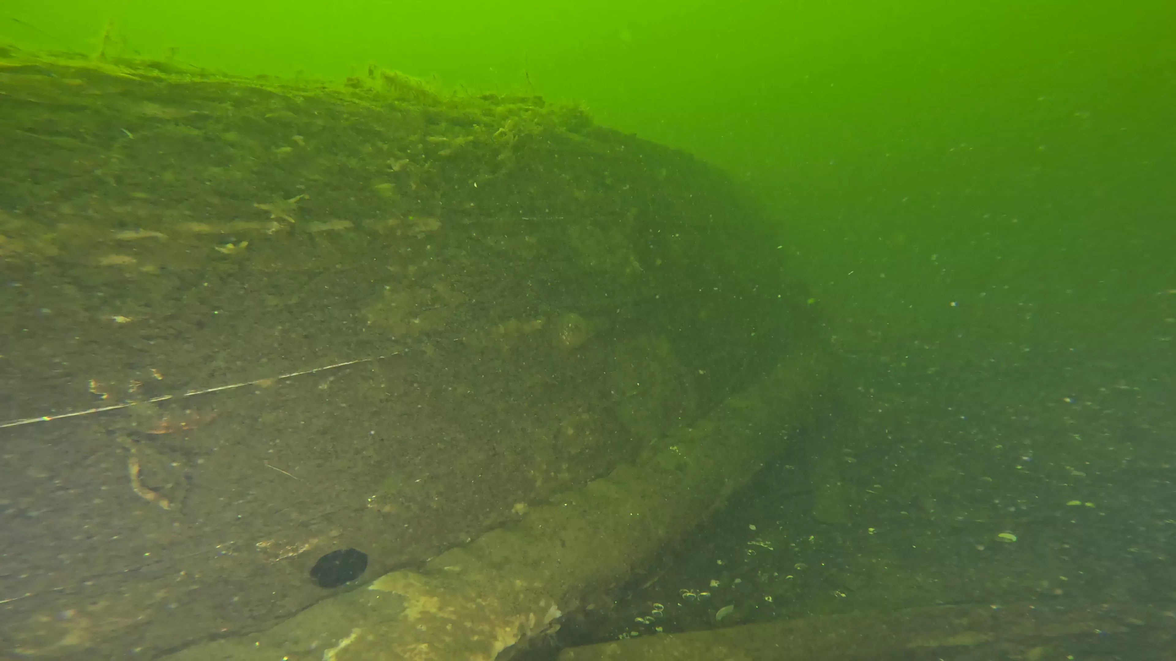 20' Wooden Barge Wreck (LU001), Lake Union, Seattle, WA — photo 9 of 15