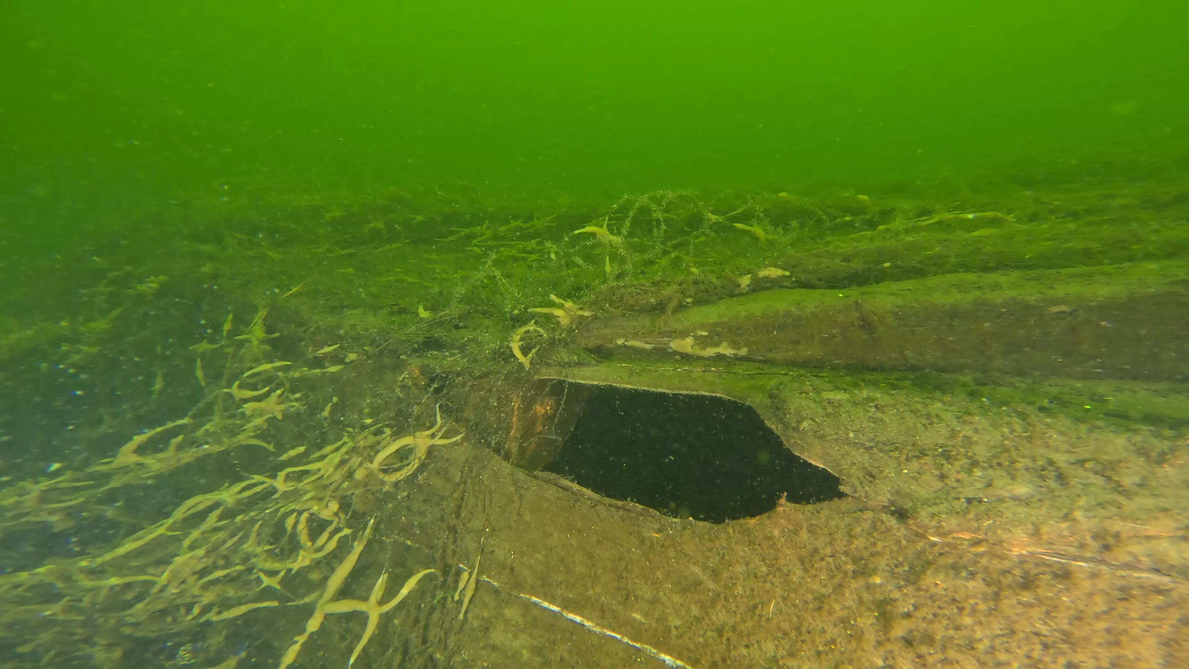 20' Wooden Barge Wreck (LU001), Lake Union, Seattle, WA — photo 11 of 15