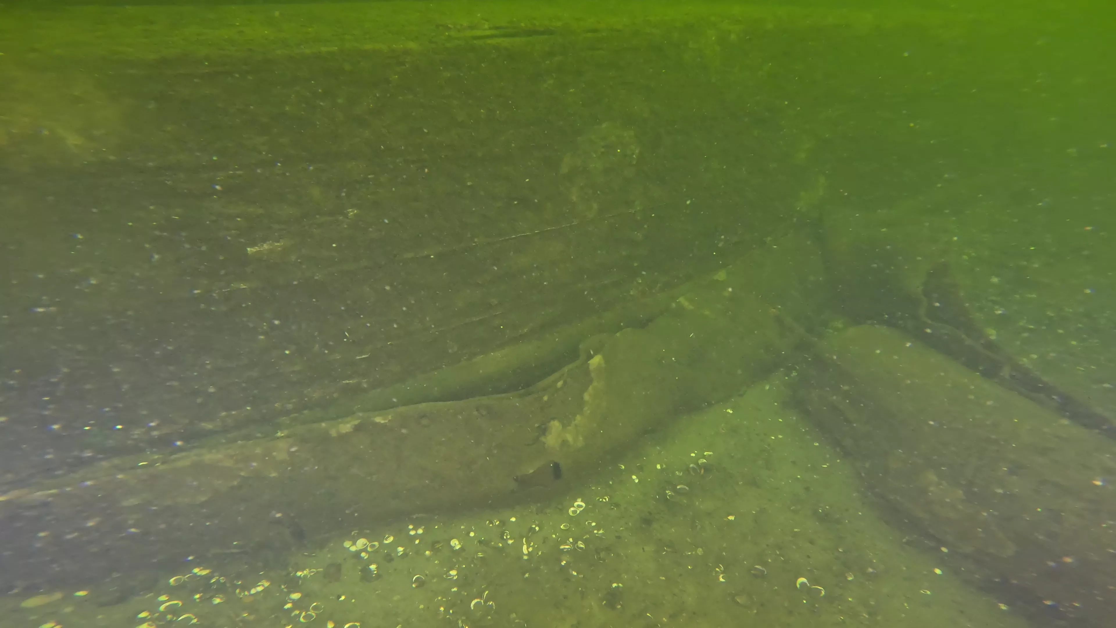 20' Wooden Barge Wreck (LU001), Lake Union, Seattle, WA — photo 12 of 15