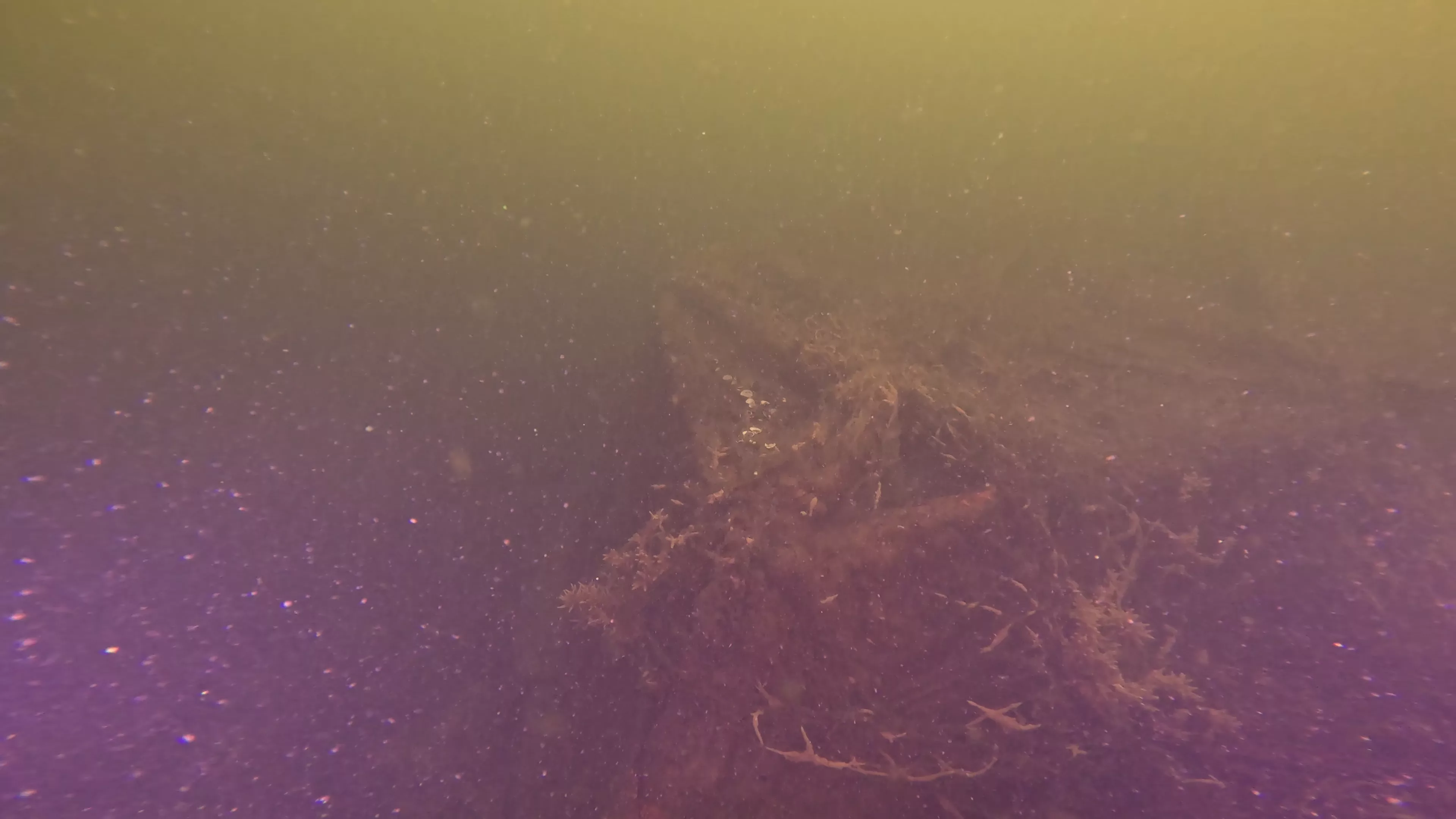 20' Wooden Barge Wreck (LU001), Lake Union, Seattle, WA — photo 15 of 15