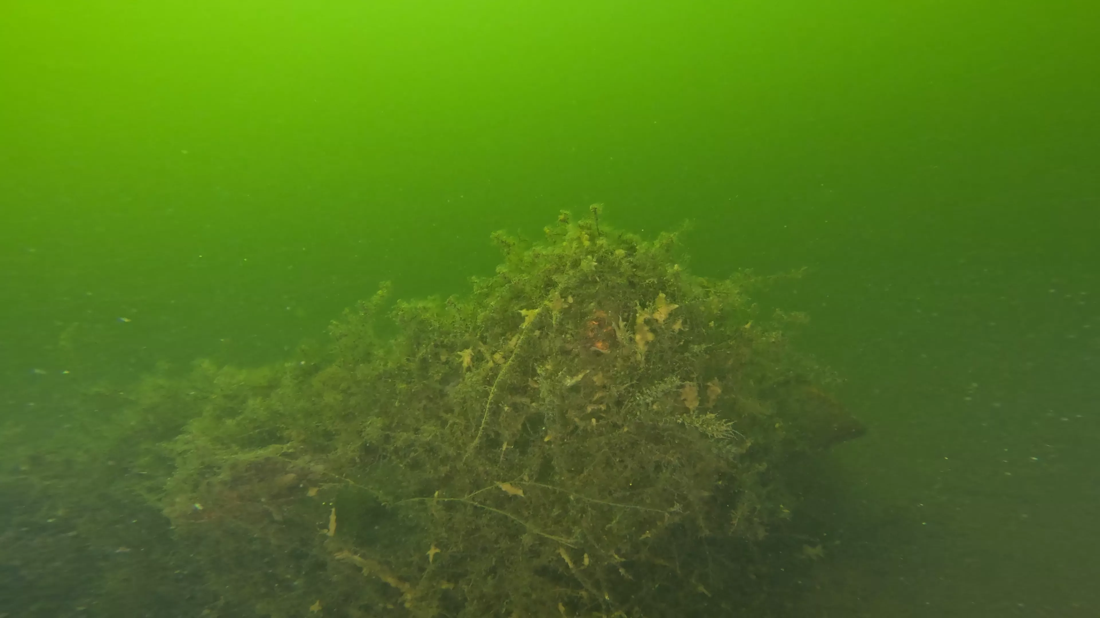 16' Sunken Wood Structure (LU002), Lake Union, Seattle, WA — photo 1 of 11