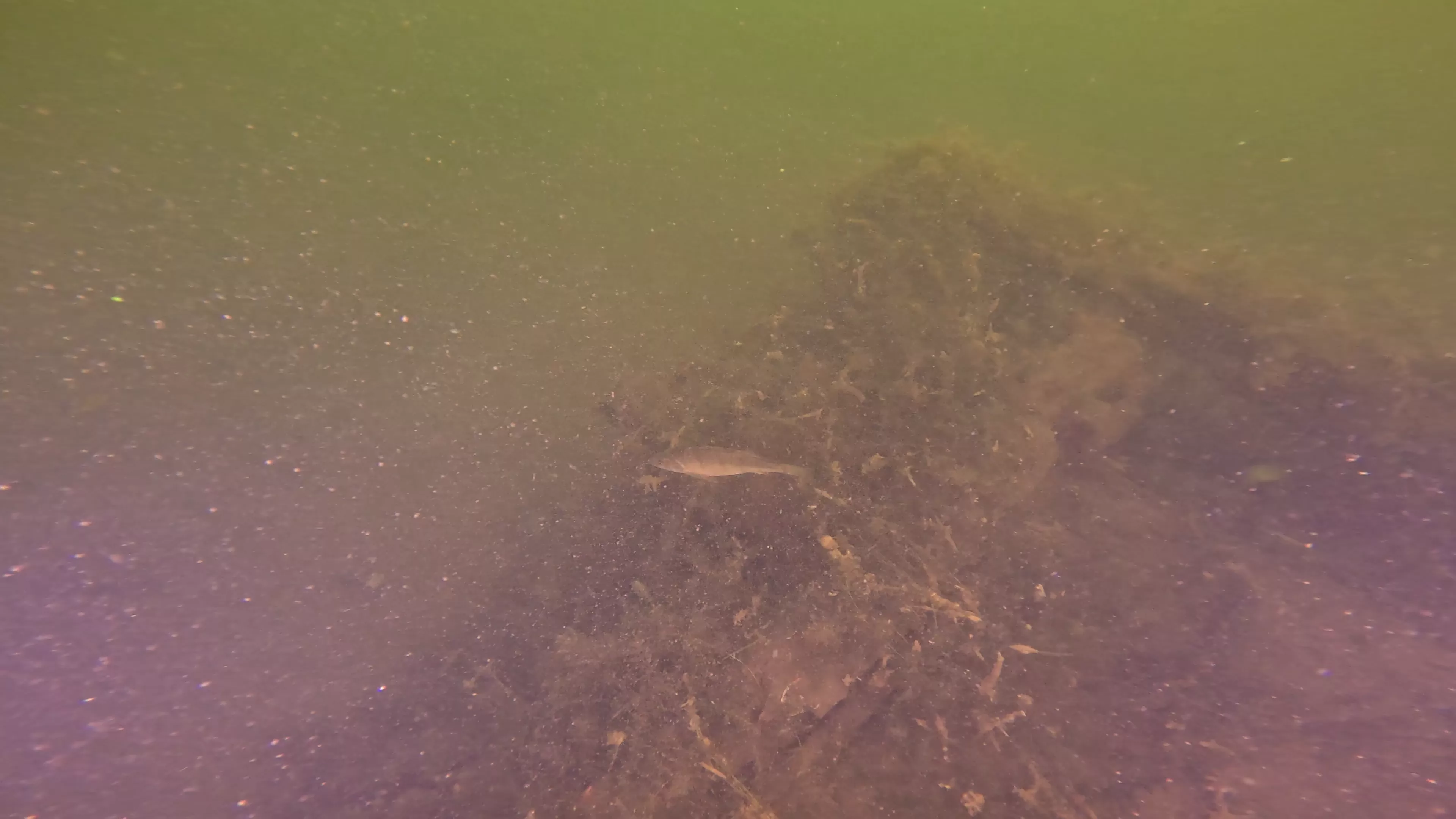16' Sunken Wood Structure (LU002), Lake Union, Seattle, WA — photo 3 of 11