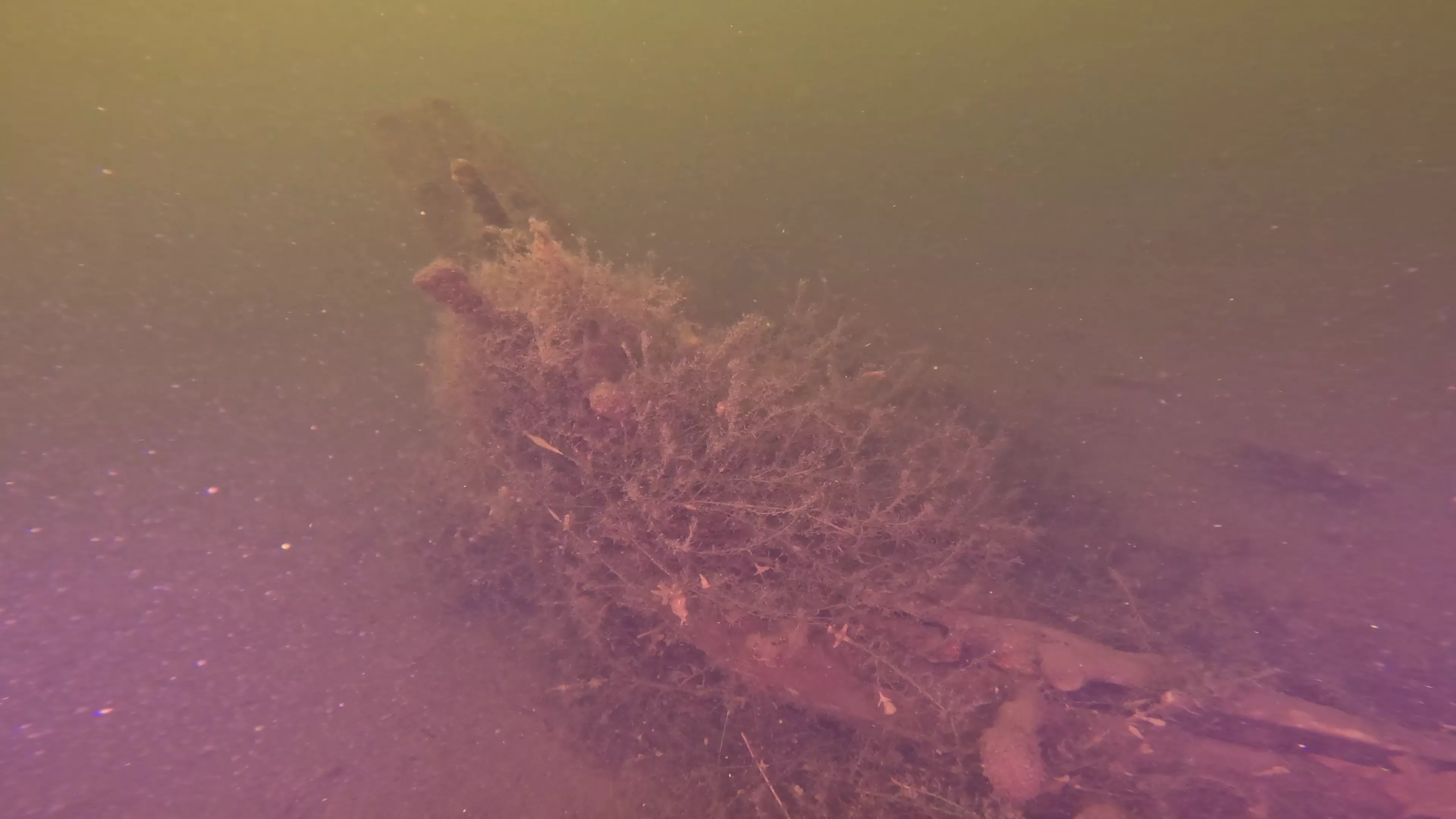 16' Sunken Wood Structure (LU002), Lake Union, Seattle, WA — photo 8 of 11