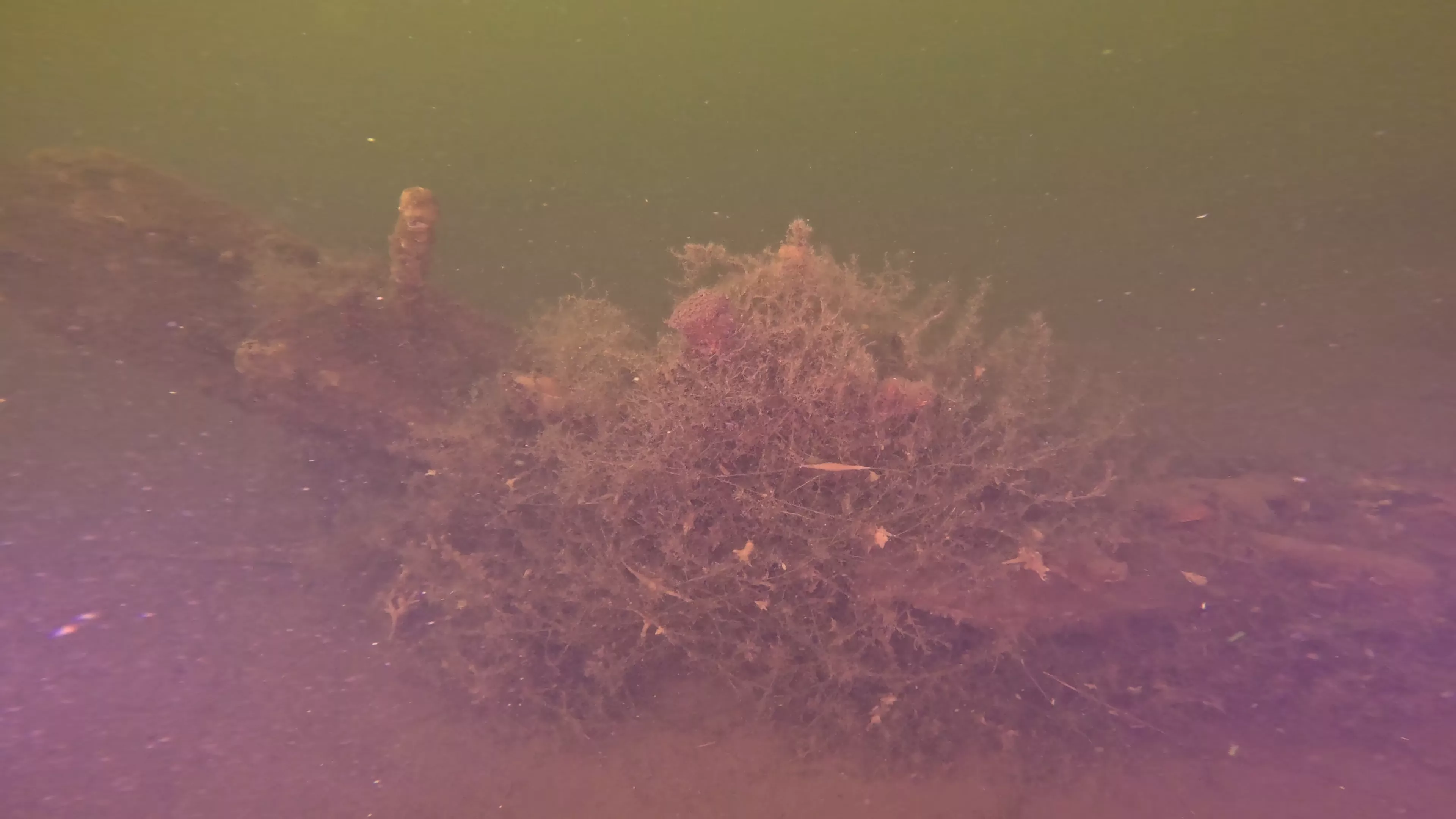 16' Sunken Wood Structure (LU002), Lake Union, Seattle, WA — photo 9 of 11