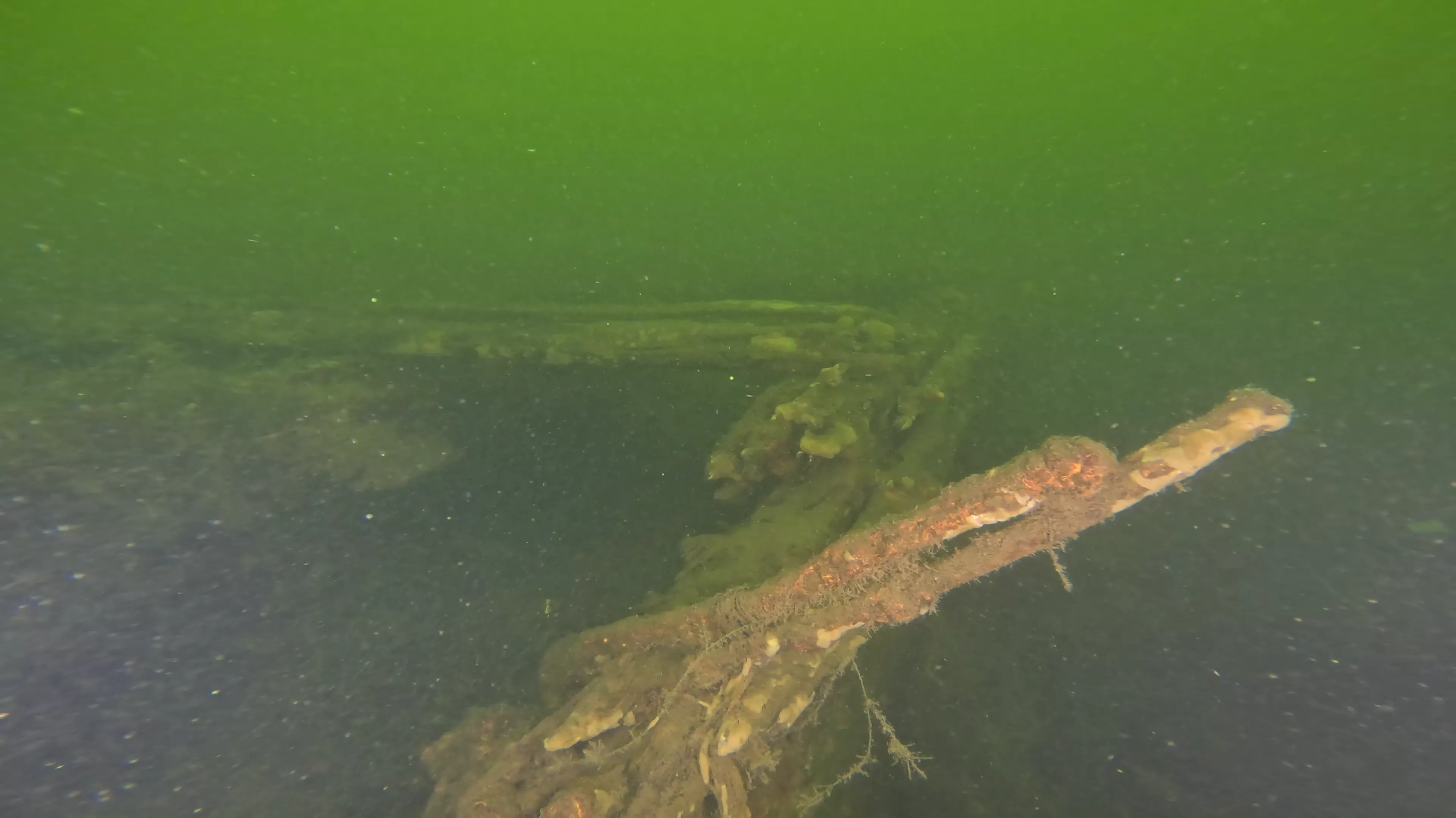 100' Wooden Barge Wreck (LU003), Lake Union, Seattle, WA — photo 6 of 14