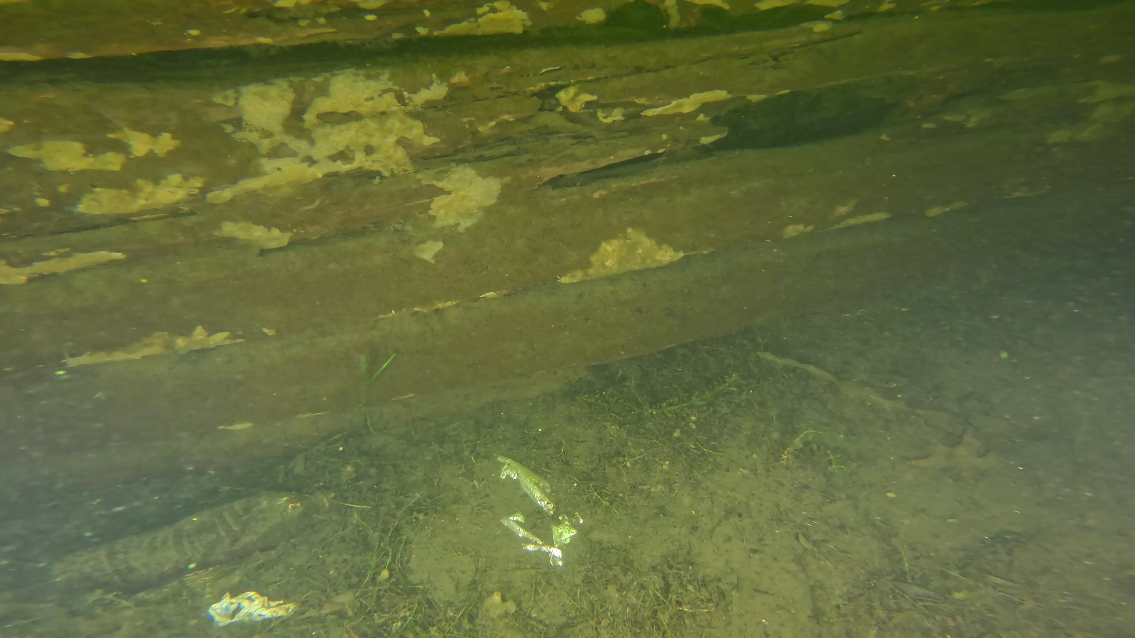100' Wooden Barge Wreck (LU003), Lake Union, Seattle, WA — photo 14 of 14