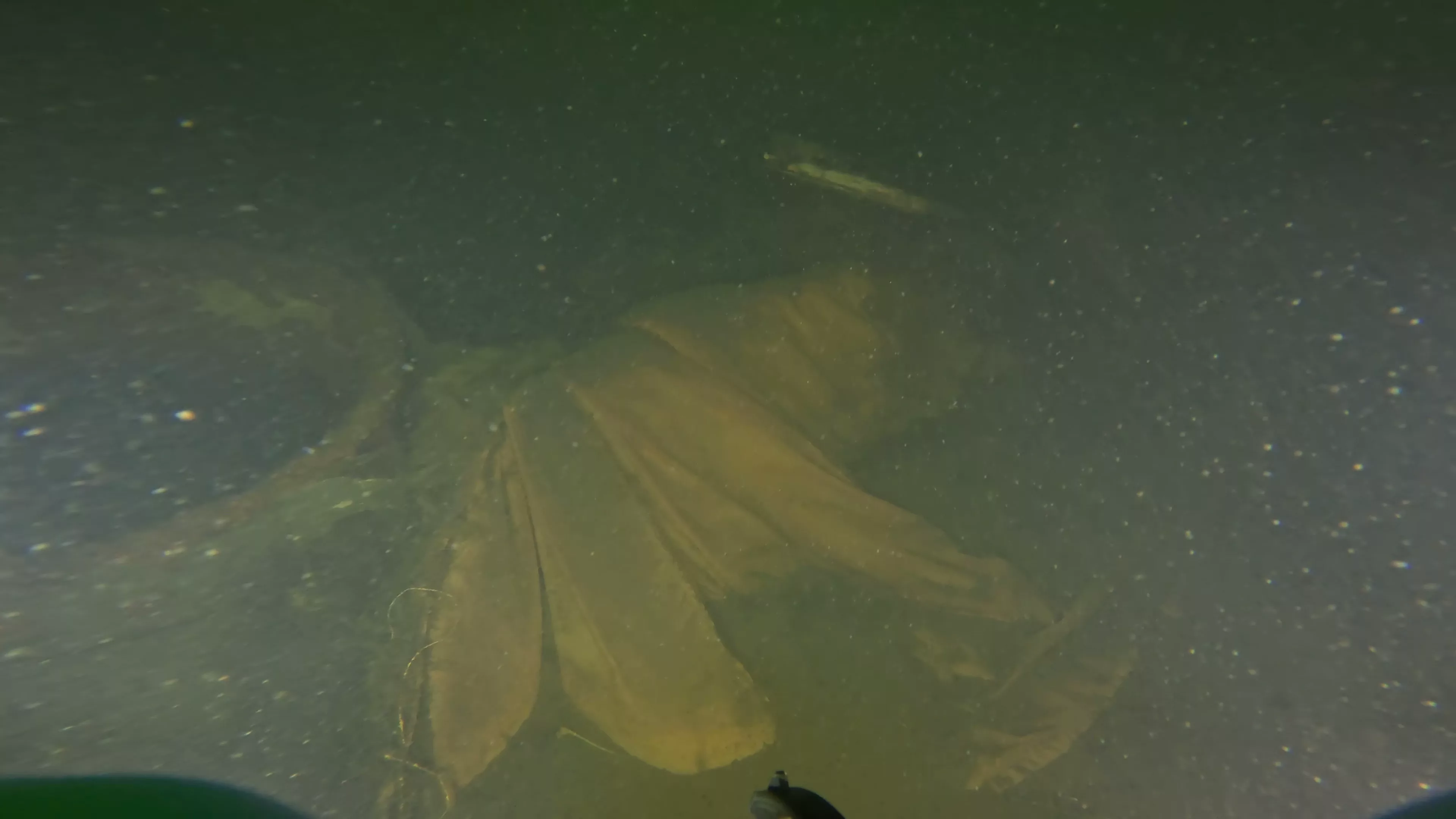WWII Higgins Boat Wreck (LCVP) (LU006), Lake Union, Seattle, WA — photo 1 of 26
