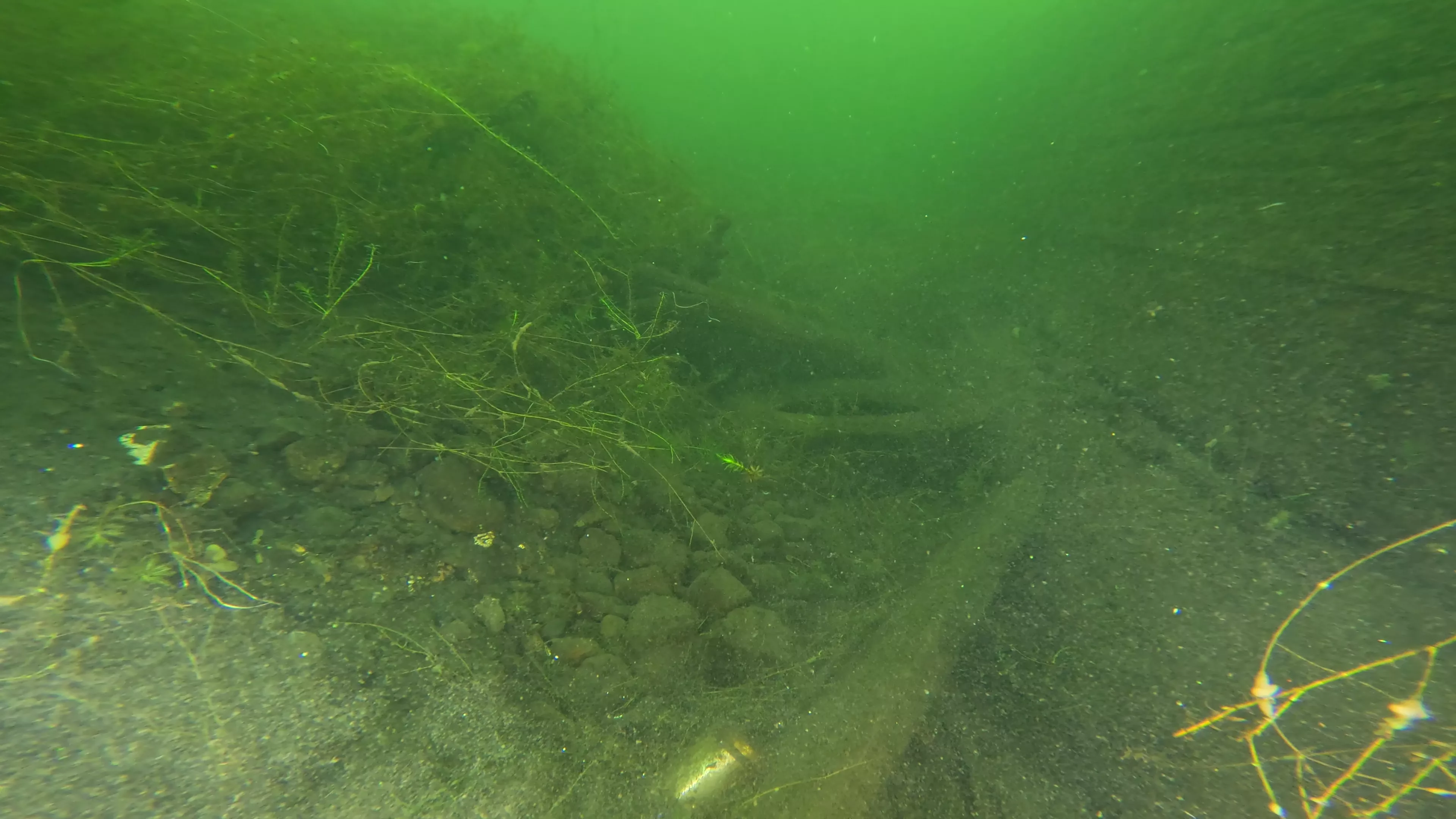 Foss 54: Sunken 1908 Navy Barge (LU007), Lake Union, Seattle, WA — photo 13 of 16