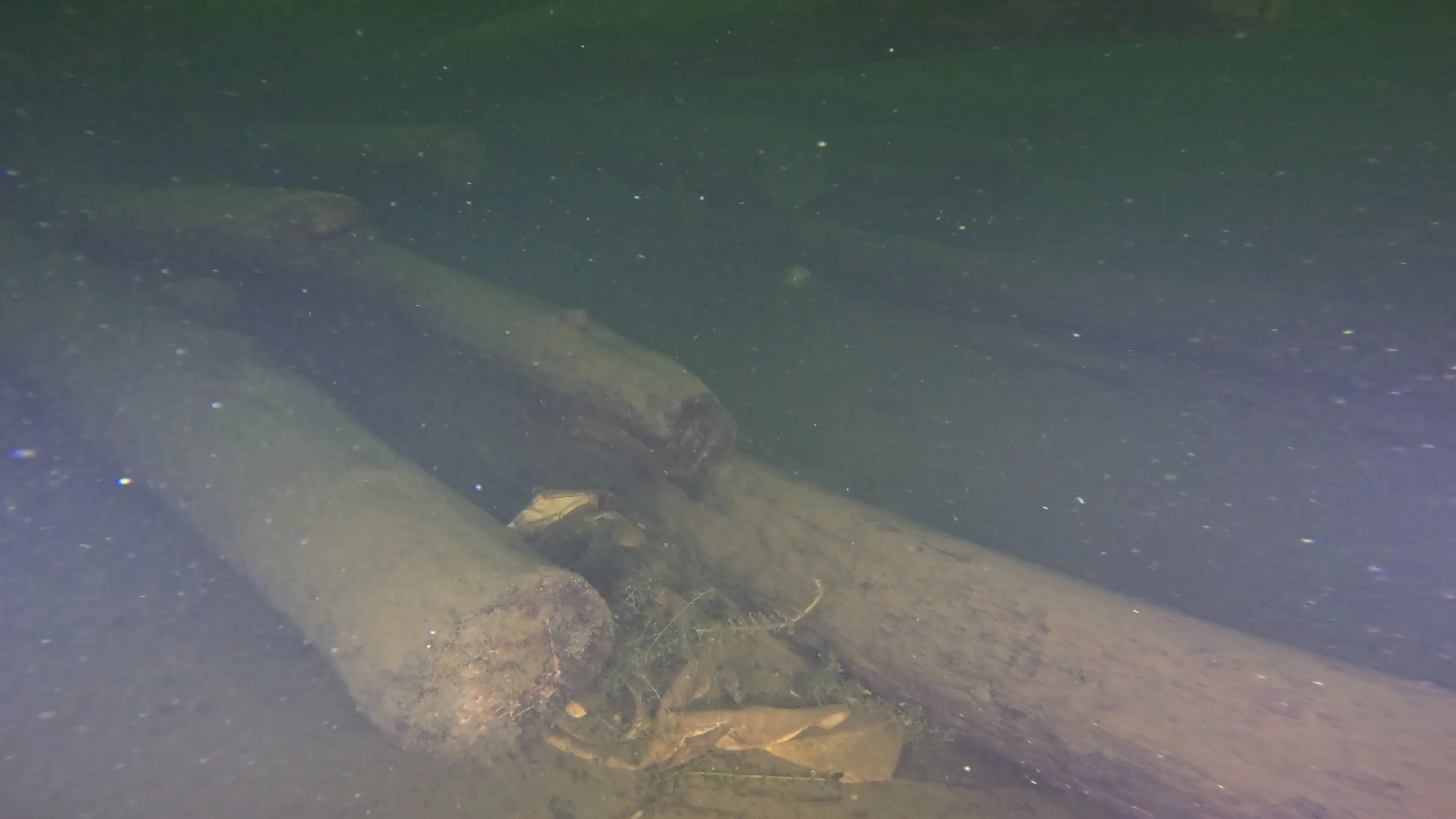Log Pile Debris (LU025), Lake Union, Seattle, WA — photo 9 of 21
