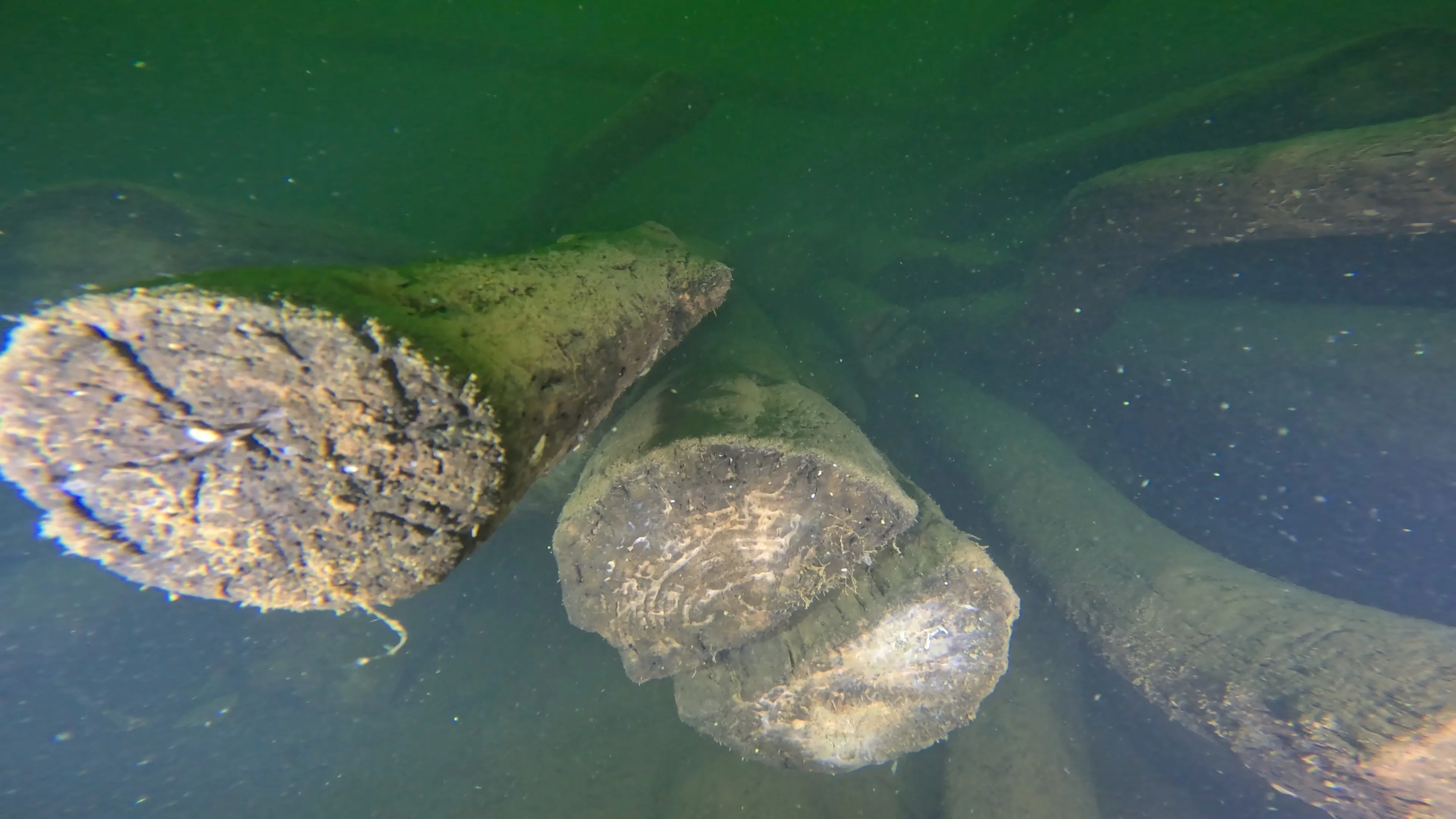 Log Pile Debris (LU025), Lake Union, Seattle, WA — photo 11 of 21