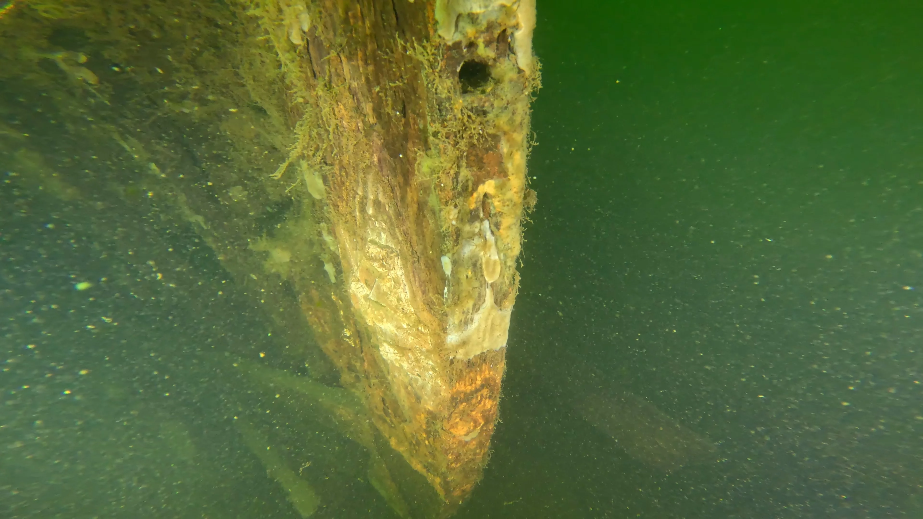 60' Wooden Wreck & Propeller (LU028), Lake Union, Seattle, WA — photo 5 of 57