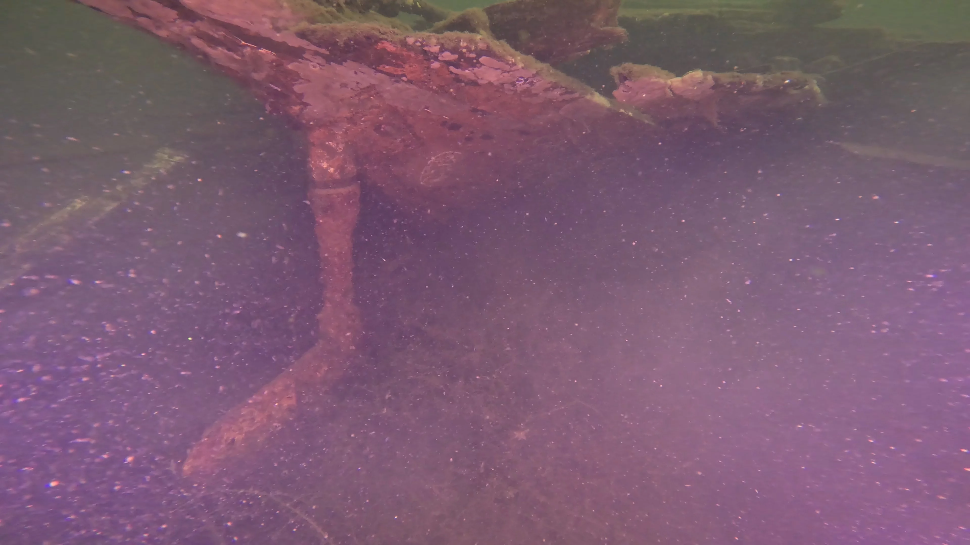 60' Wooden Wreck & Propeller (LU028), Lake Union, Seattle, WA — photo 26 of 57