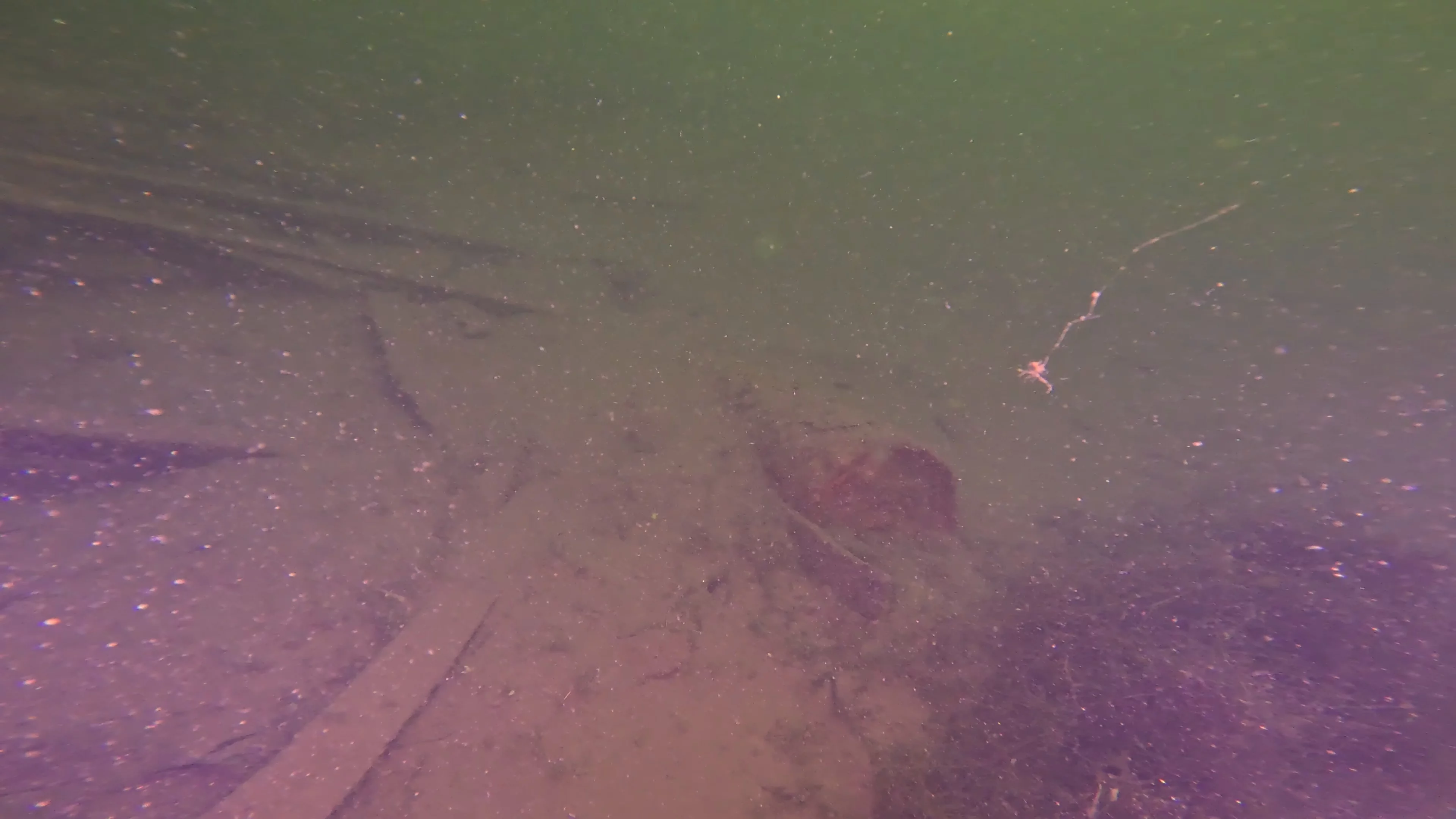 60' Wooden Wreck & Propeller (LU028), Lake Union, Seattle, WA — photo 38 of 57