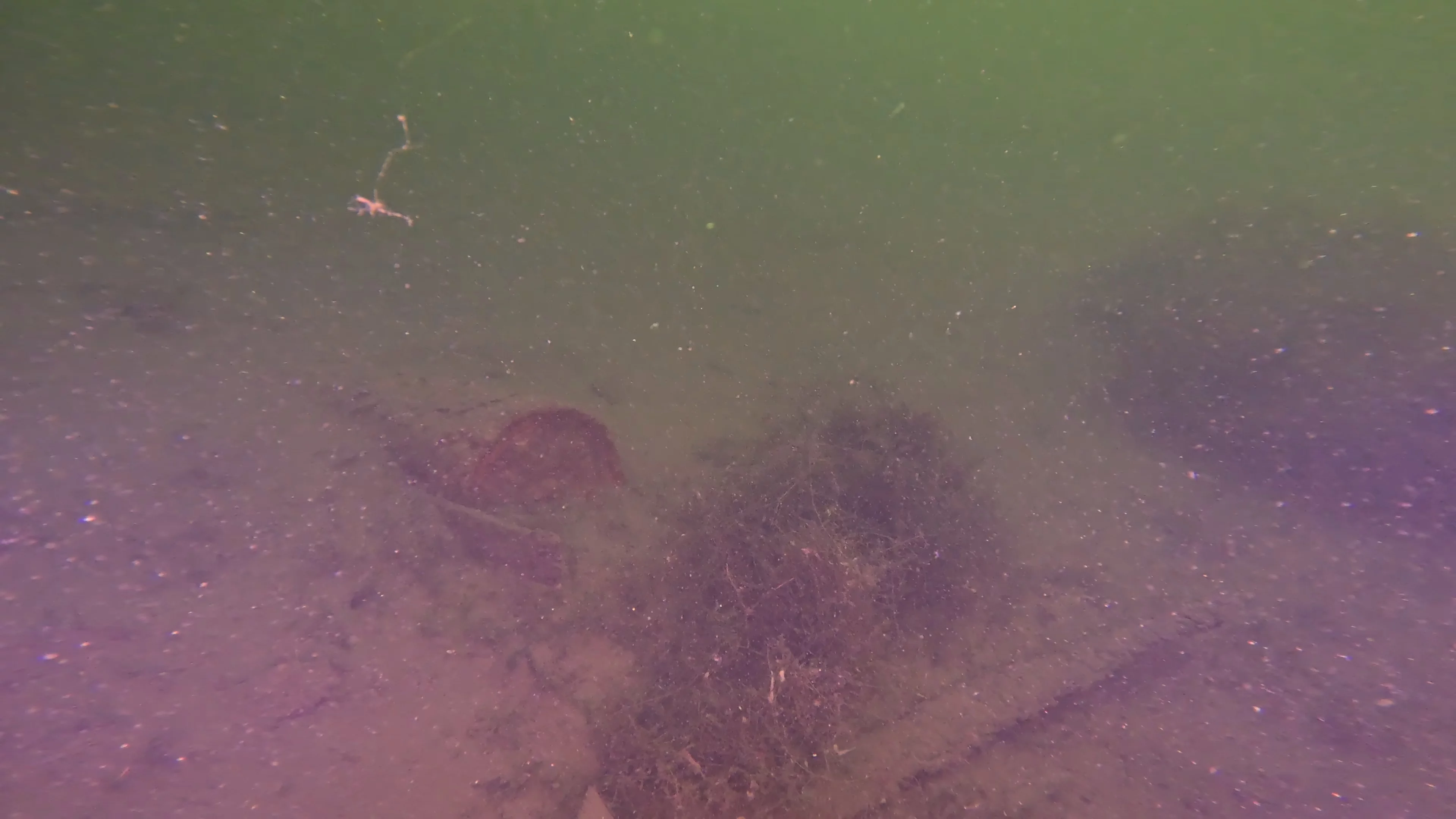 60' Wooden Wreck & Propeller (LU028), Lake Union, Seattle, WA — photo 39 of 57