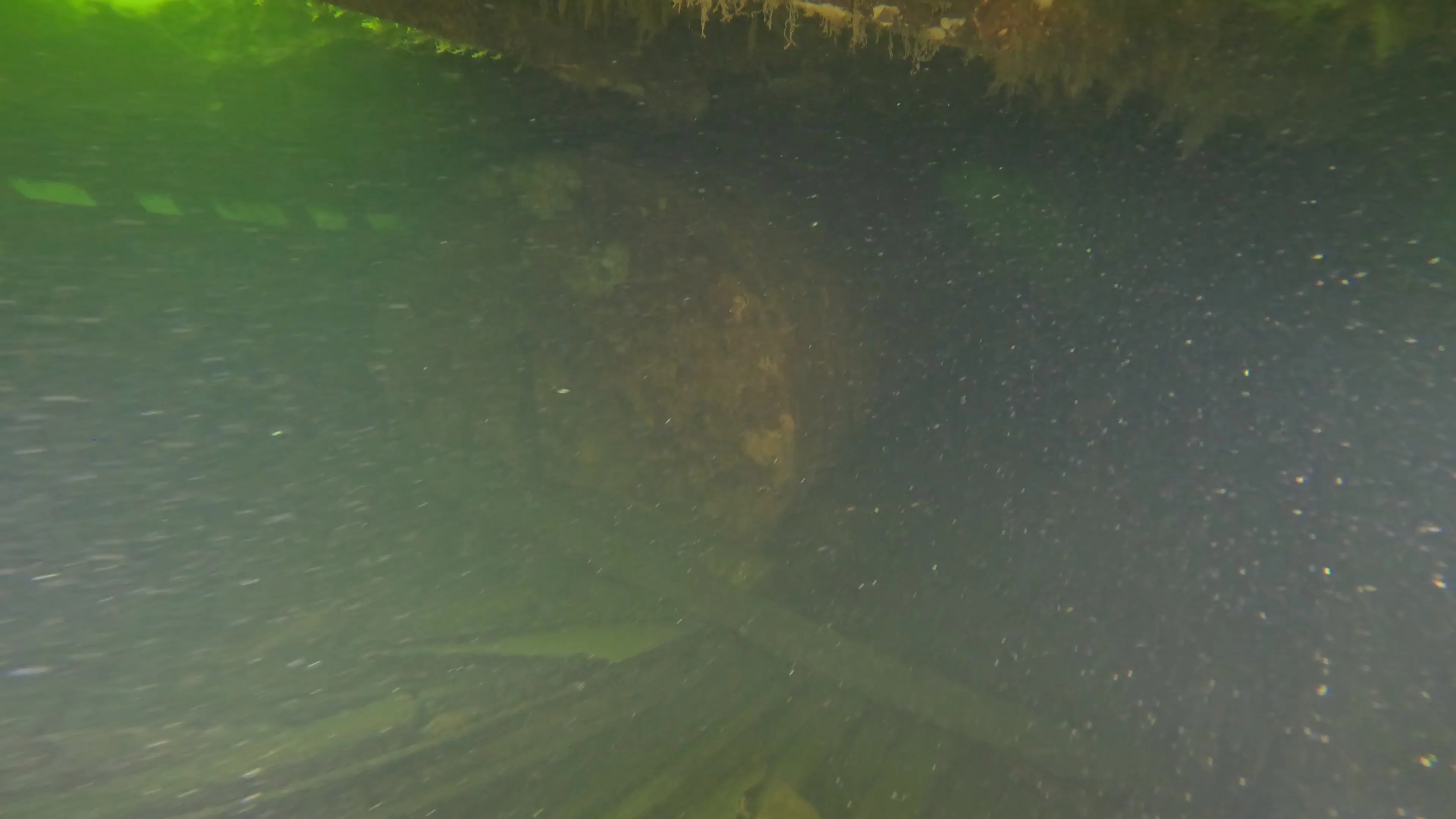 60' Wooden Wreck & Propeller (LU028), Lake Union, Seattle, WA — photo 40 of 57