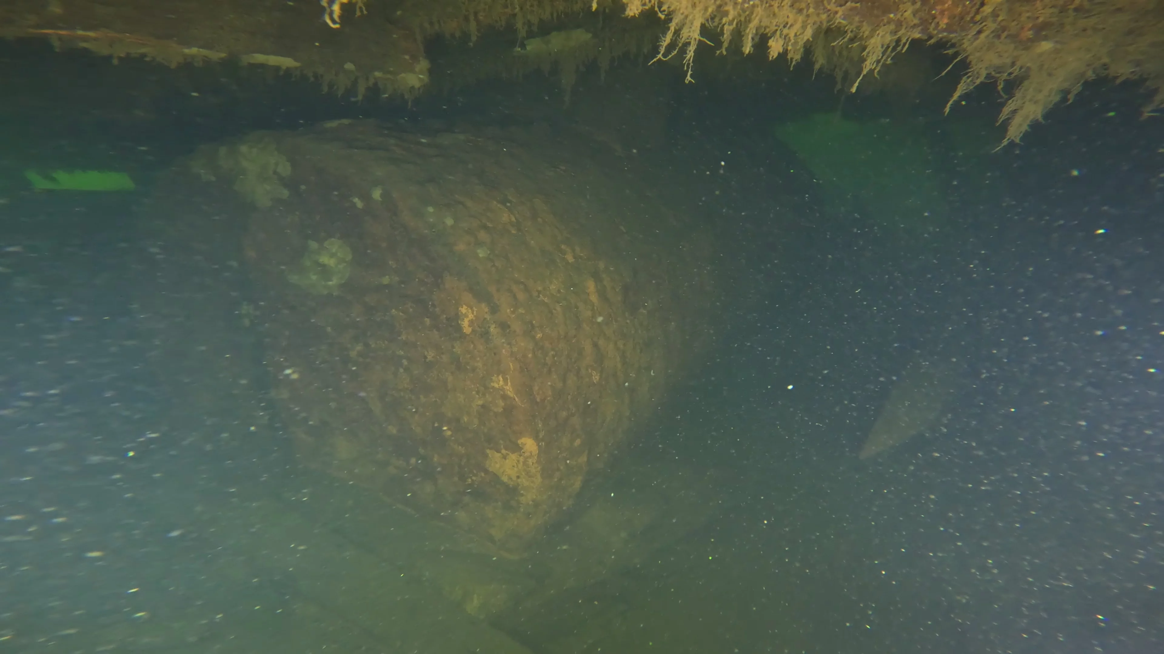 60' Wooden Wreck & Propeller (LU028), Lake Union, Seattle, WA — photo 41 of 57