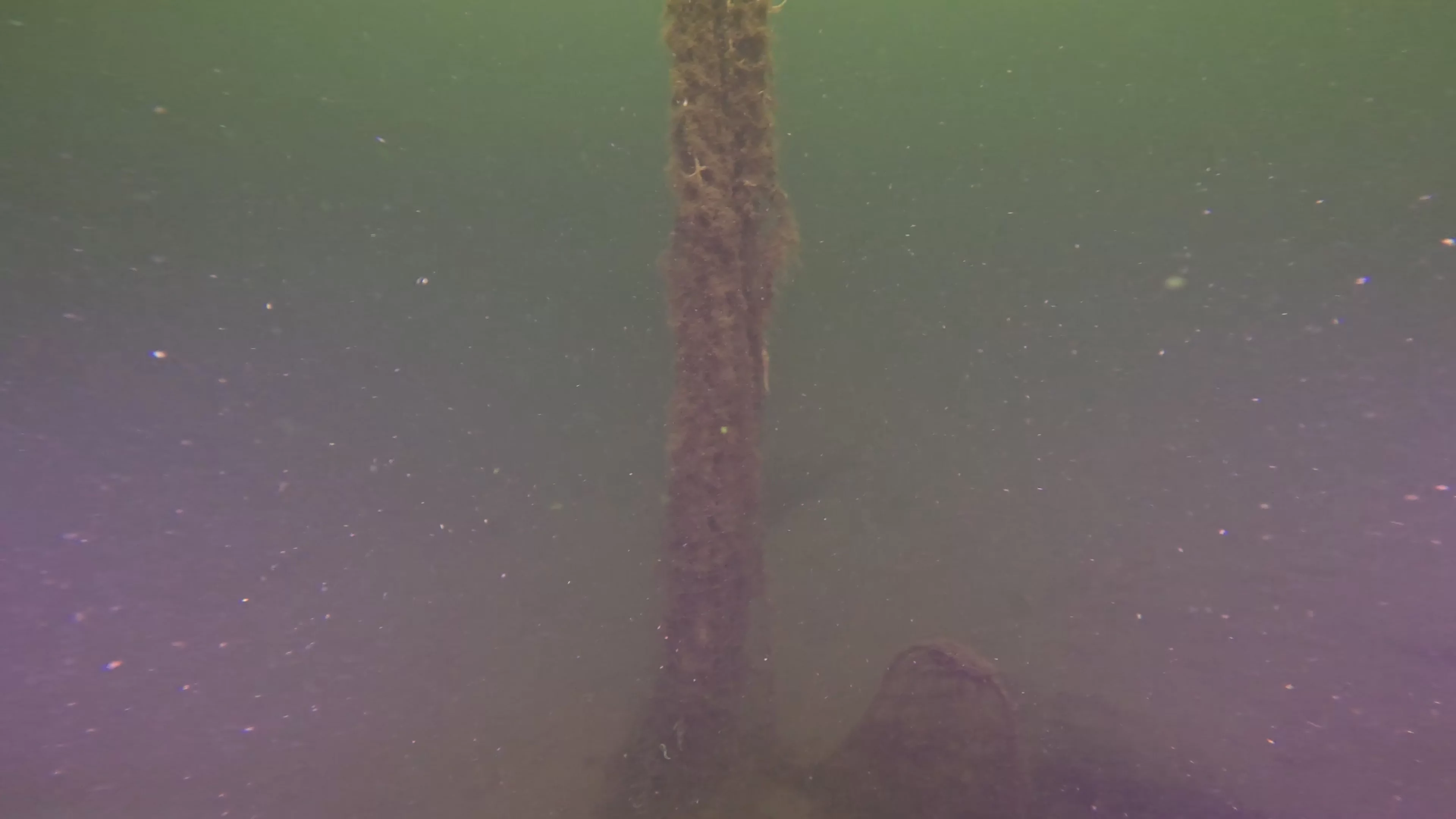Corroded Metal Frame Debris (LU029), Lake Union, Seattle, WA — photo 9 of 12