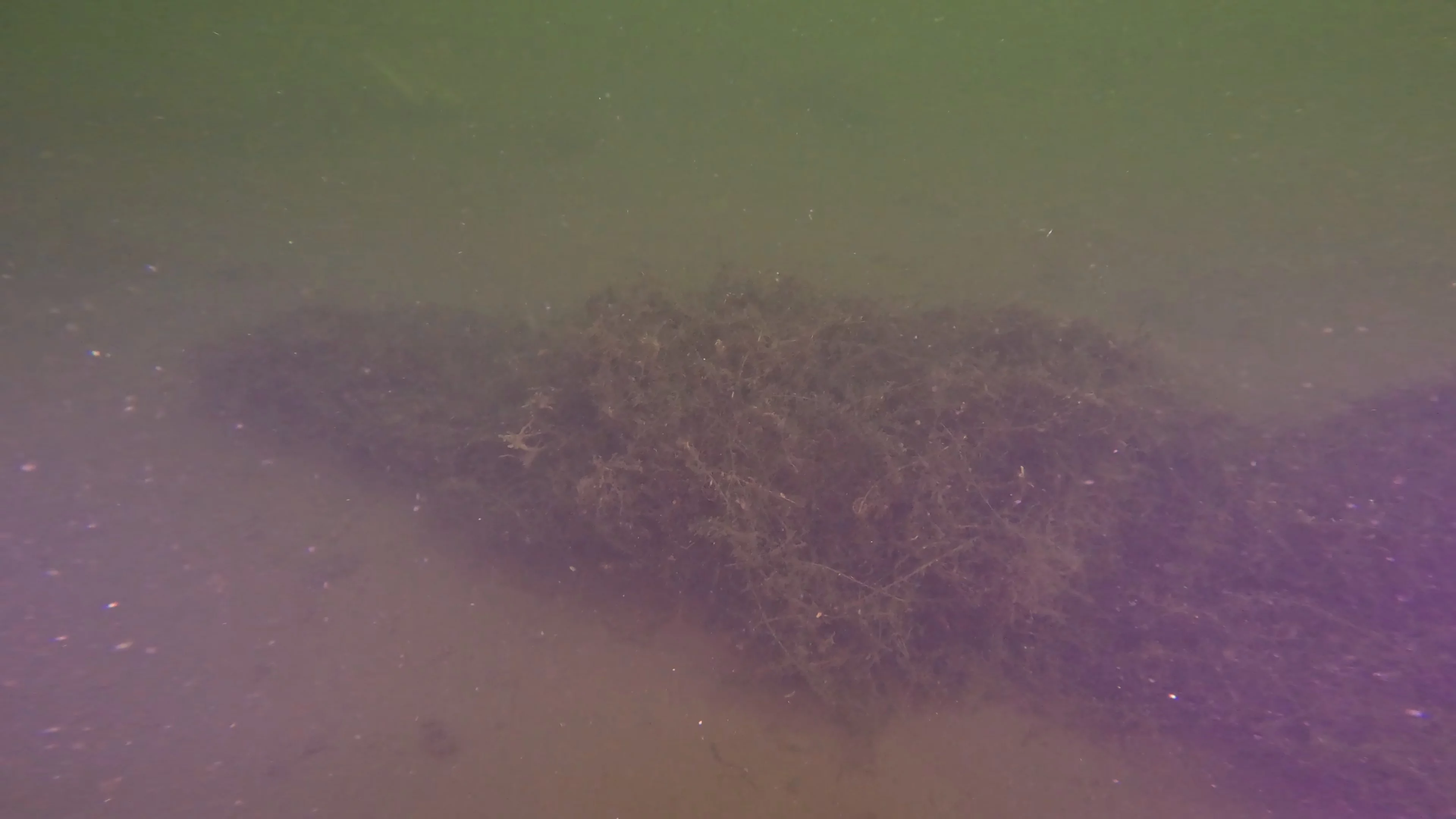 Corroded Metal Frame Debris (LU029), Lake Union, Seattle, WA — photo 12 of 12