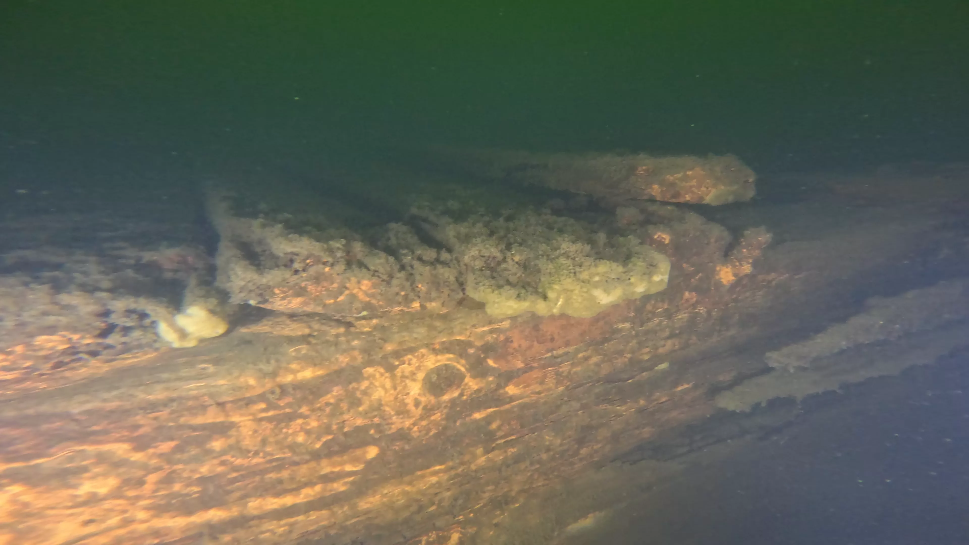 60' Wood Barge Wreck (LU032), Lake Union, Seattle, WA — photo 12 of 22