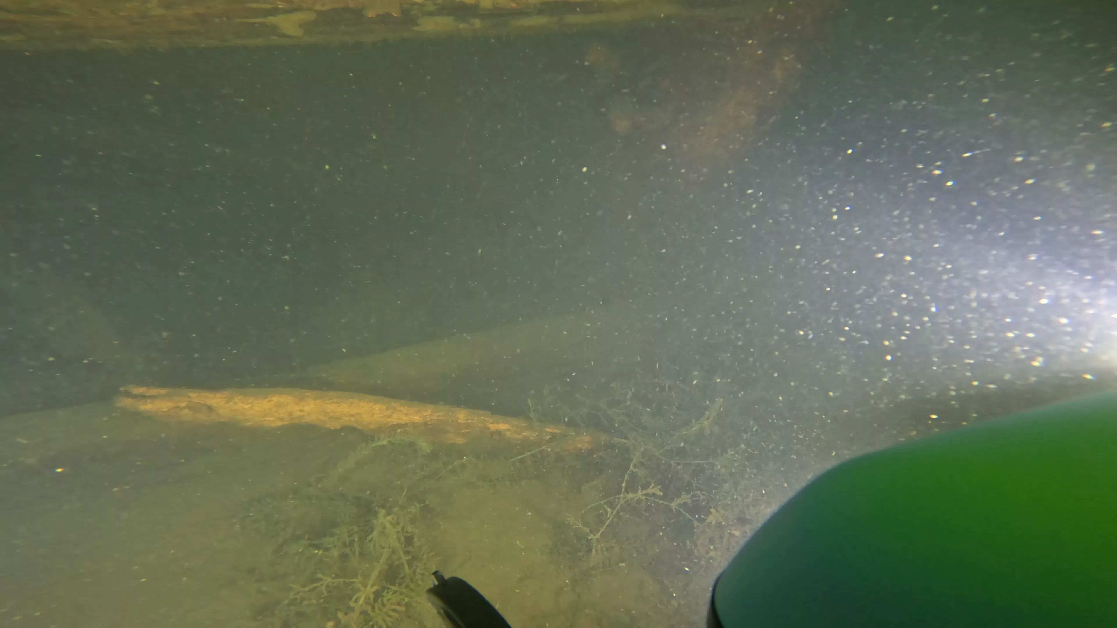 60' Wood Barge Wreck (LU032), Lake Union, Seattle, WA — photo 16 of 22