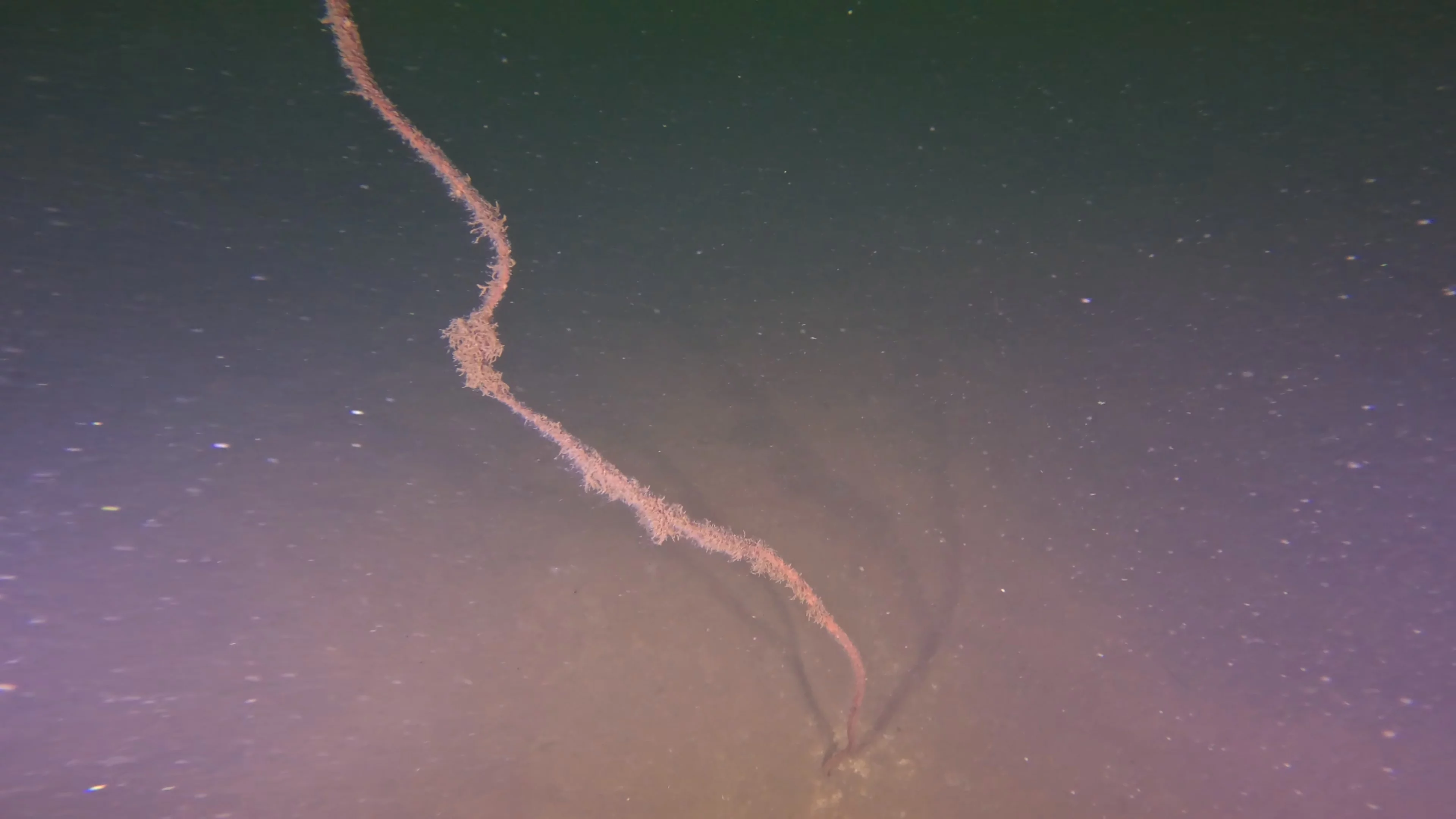 Rope & Metal Debris Field (LU036), Lake Union, Seattle, WA — photo 21 of 22