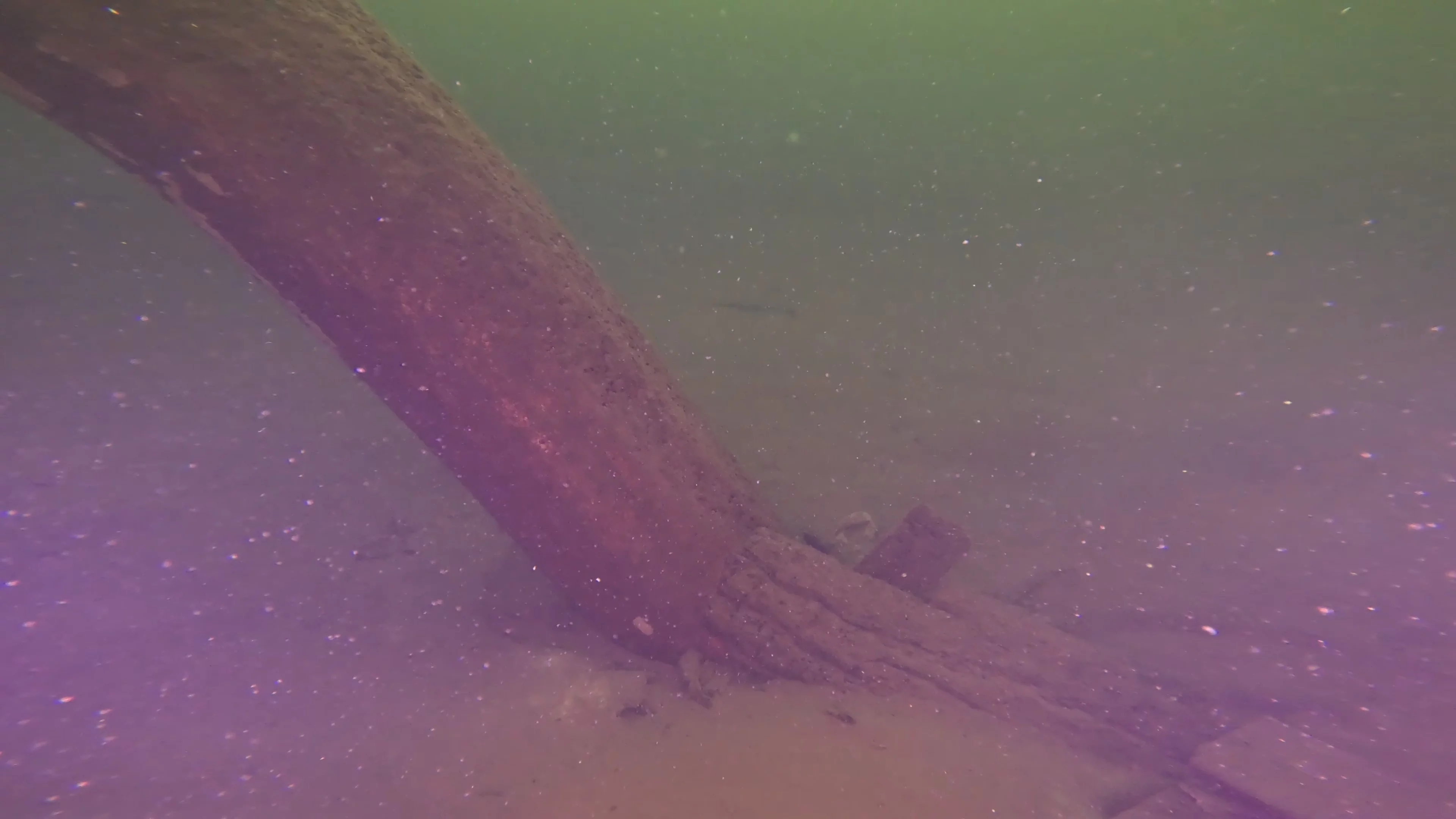 Wooden Pilings (LU053), Lake Union, Seattle, WA — photo 7 of 10