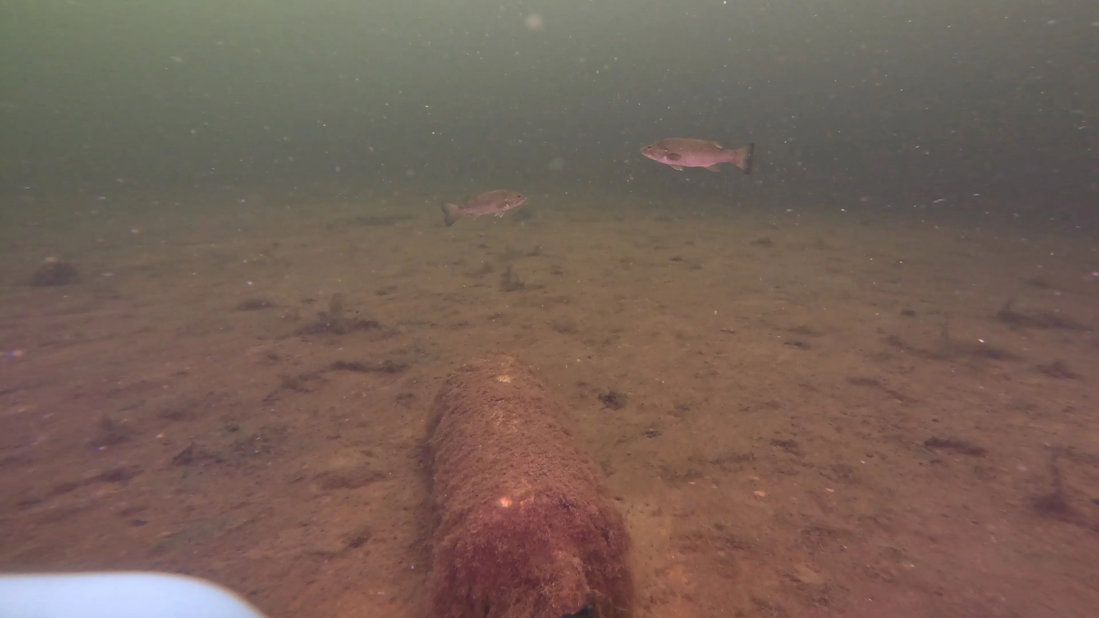 Sunken E-Bike at Harley Site (LU066), Lake Union, Seattle, WA — photo 3 of 6