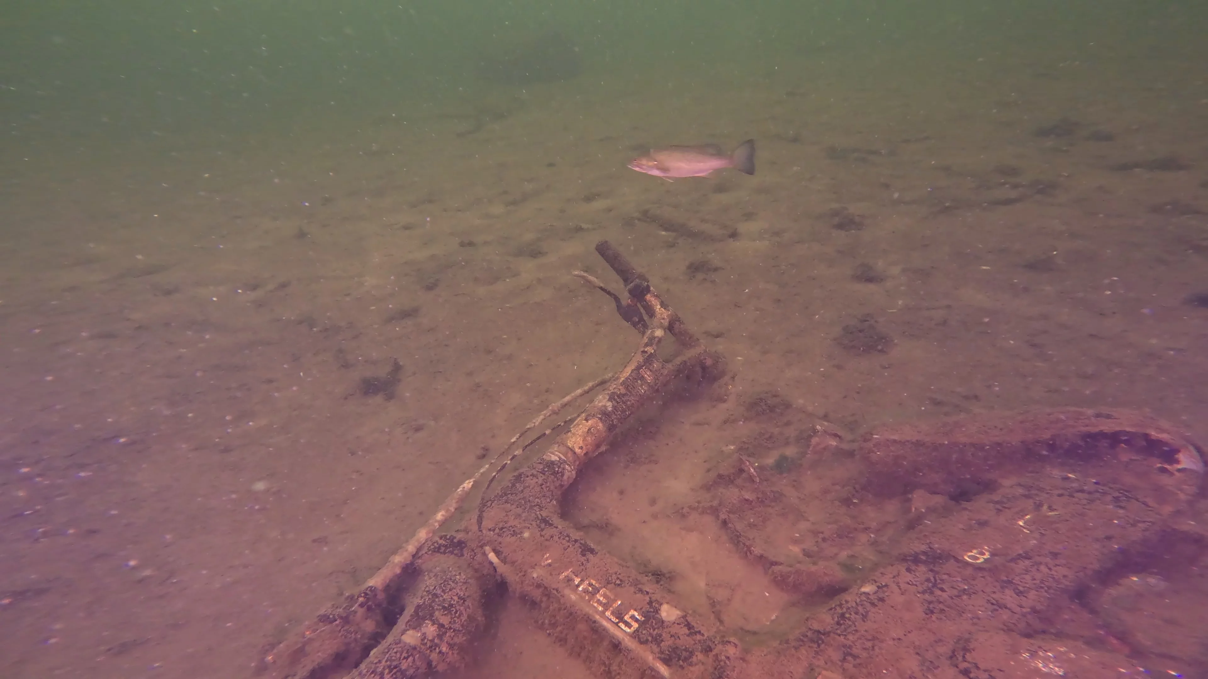 Sunken E-Bike at Harley Site (LU066), Lake Union, Seattle, WA — photo 6 of 6