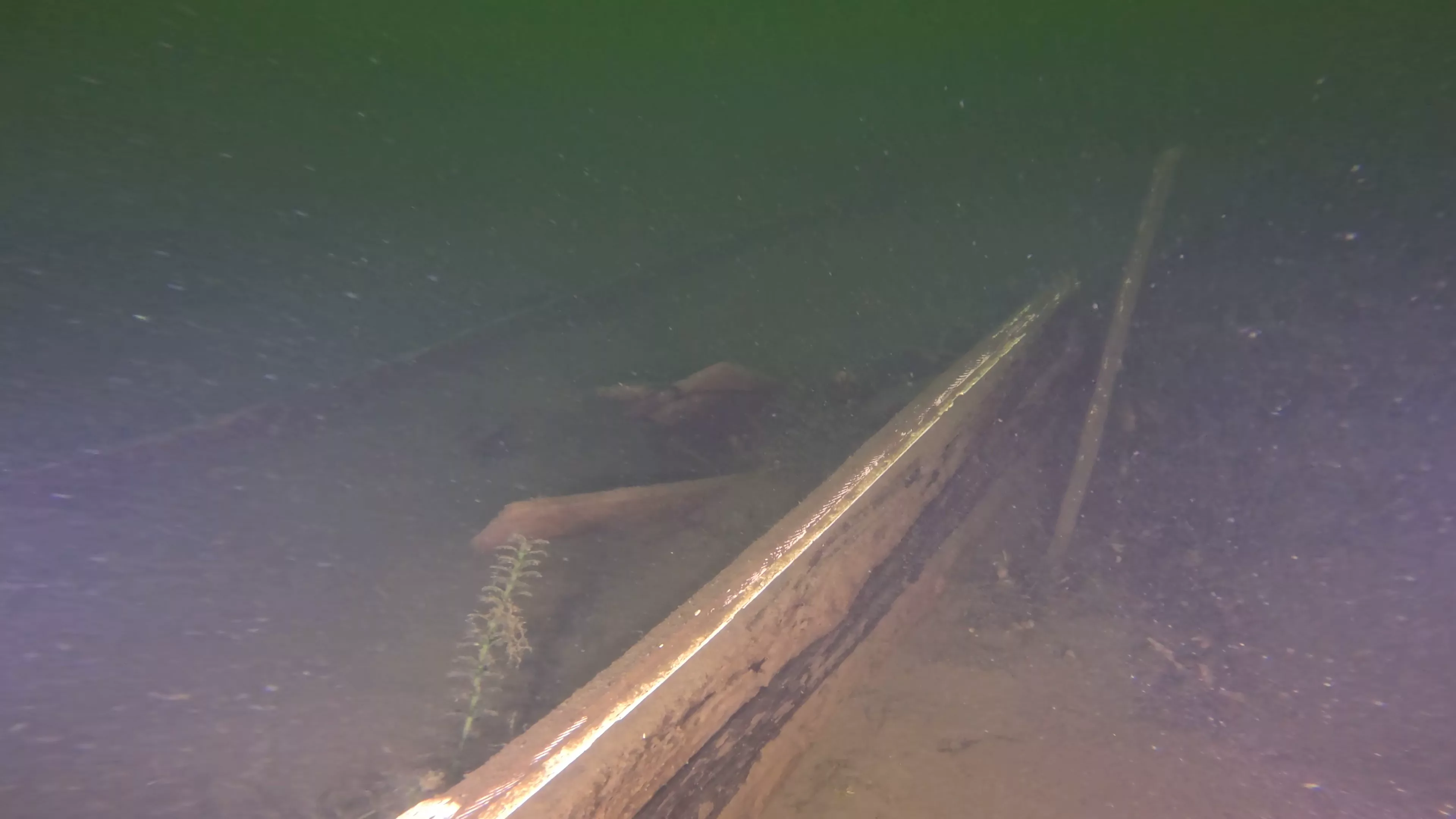 25' Wooden Boat Wreck (LU077), Lake Union, Seattle, WA — photo 4 of 6