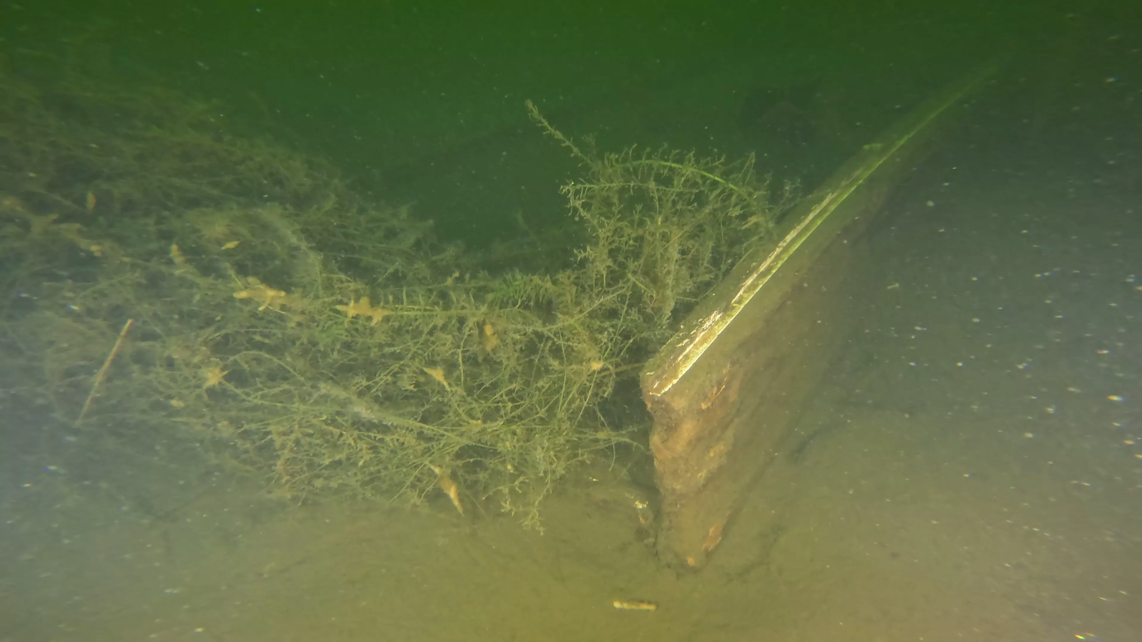 25' Wooden Boat Wreck (LU077), Lake Union, Seattle, WA — main photo