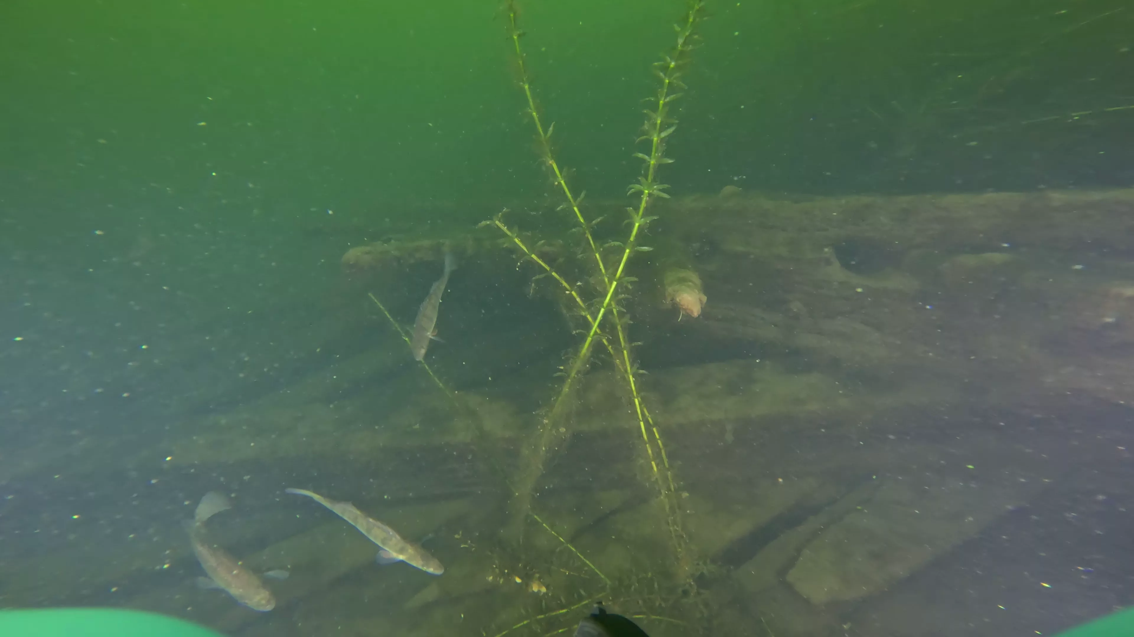 Sunken Metal Boat & Dock Debris (LU081), Lake Union, Seattle, WA — photo 16 of 19