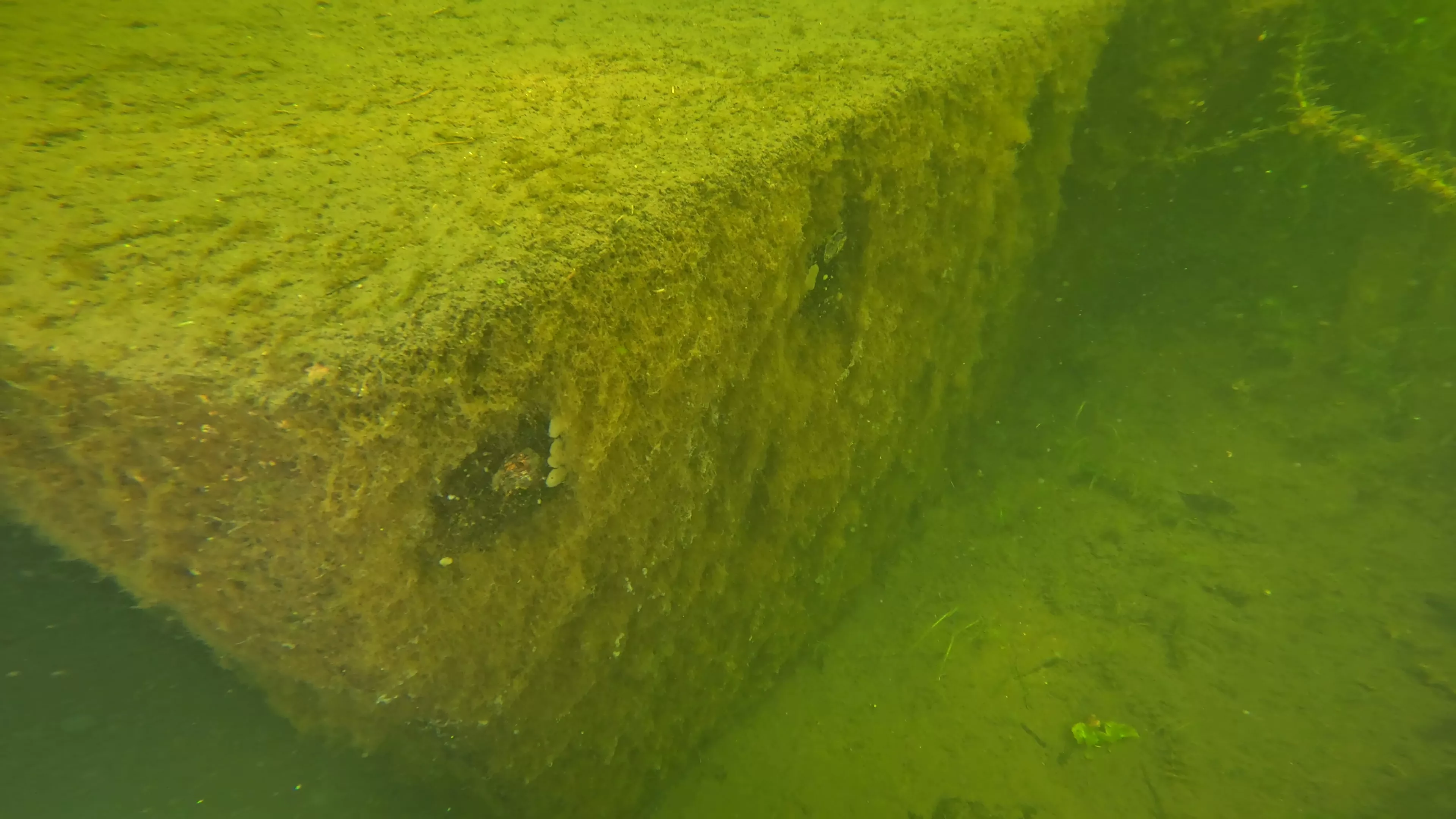 Small Wood Barge Wreck (LU083), Lake Union, Seattle, WA — photo 7 of 18