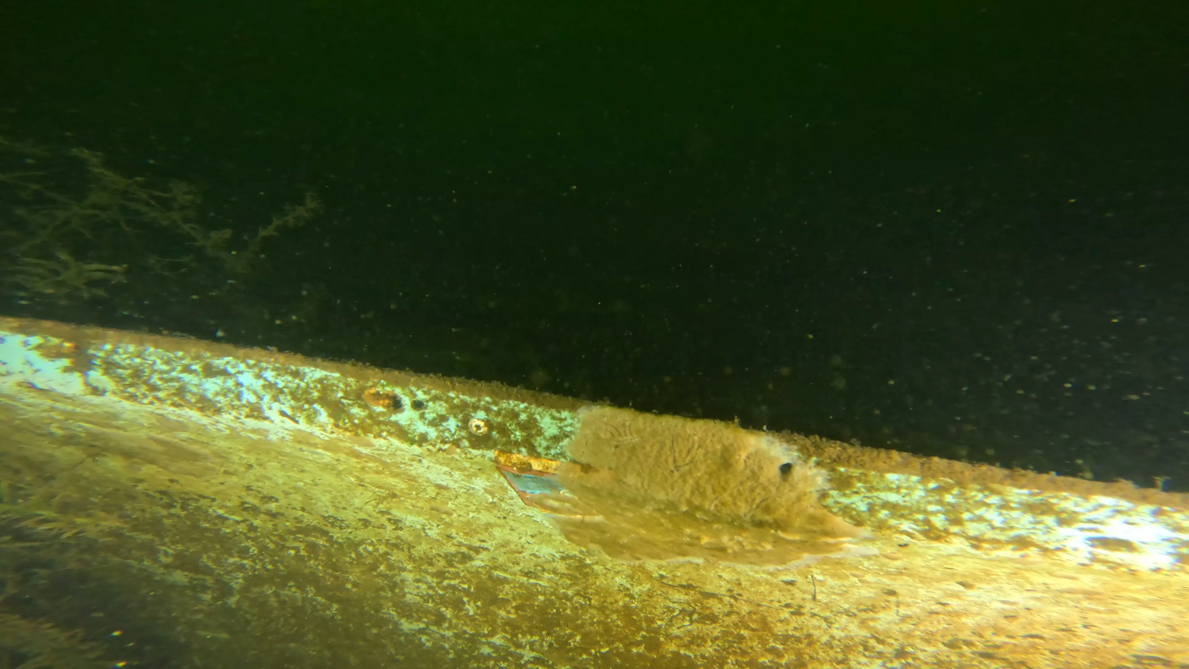 14' Fiberglass Boat Wreck (LU096), Lake Union, Seattle, WA — photo 14 of 16