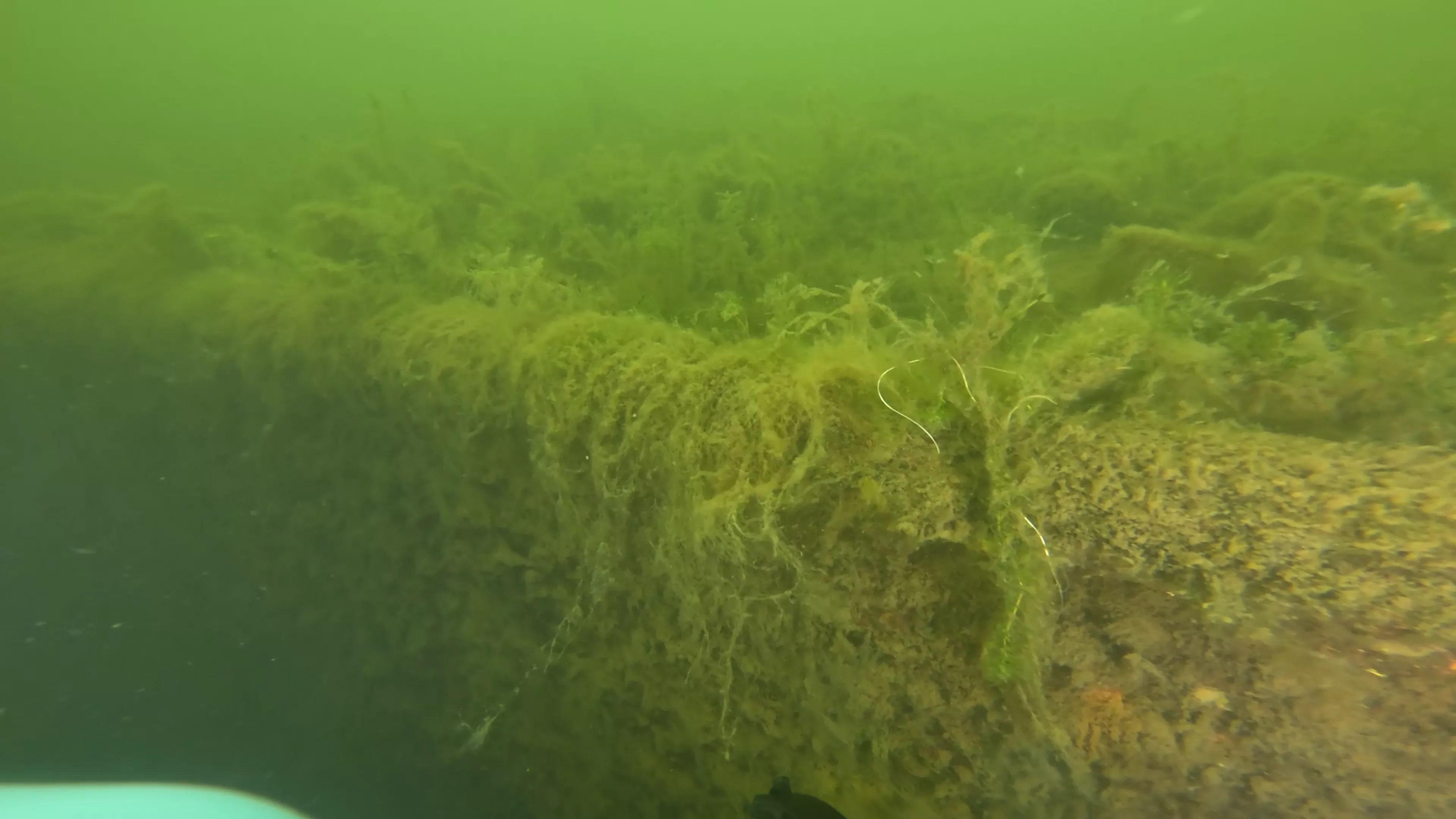 Onondaga: 165' USCG Cutter Wreck (LU099), Ballard Ship Canal, Seattle, WA — photo 12 of 22