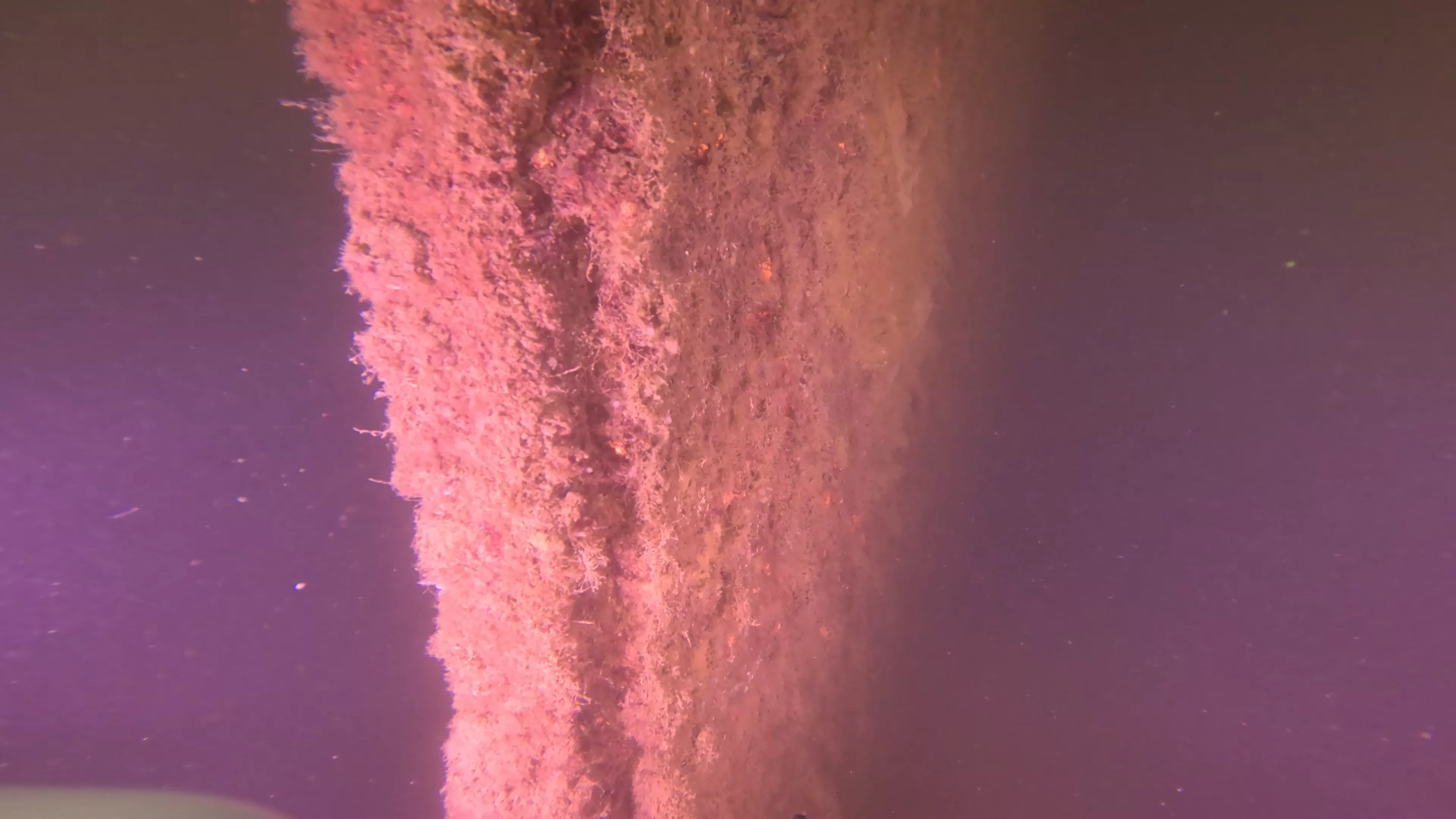 Onondaga: 165' USCG Cutter Wreck (LU099), Ballard Ship Canal, Seattle, WA — photo 16 of 22
