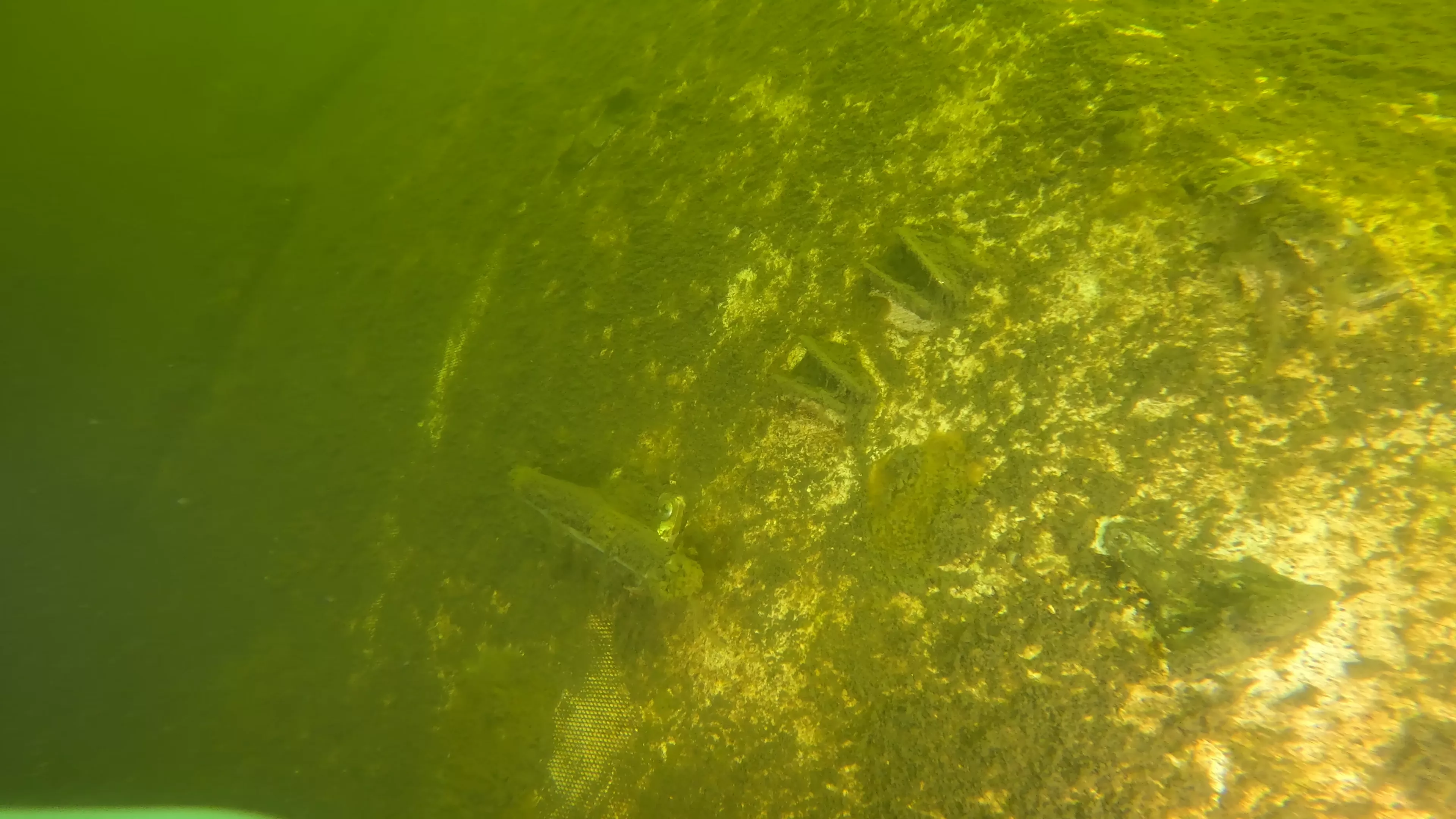 Fiberglass Cruiser Wreck (LU100), Ballard Ship Canal, Seattle, WA — photo 3 of 7