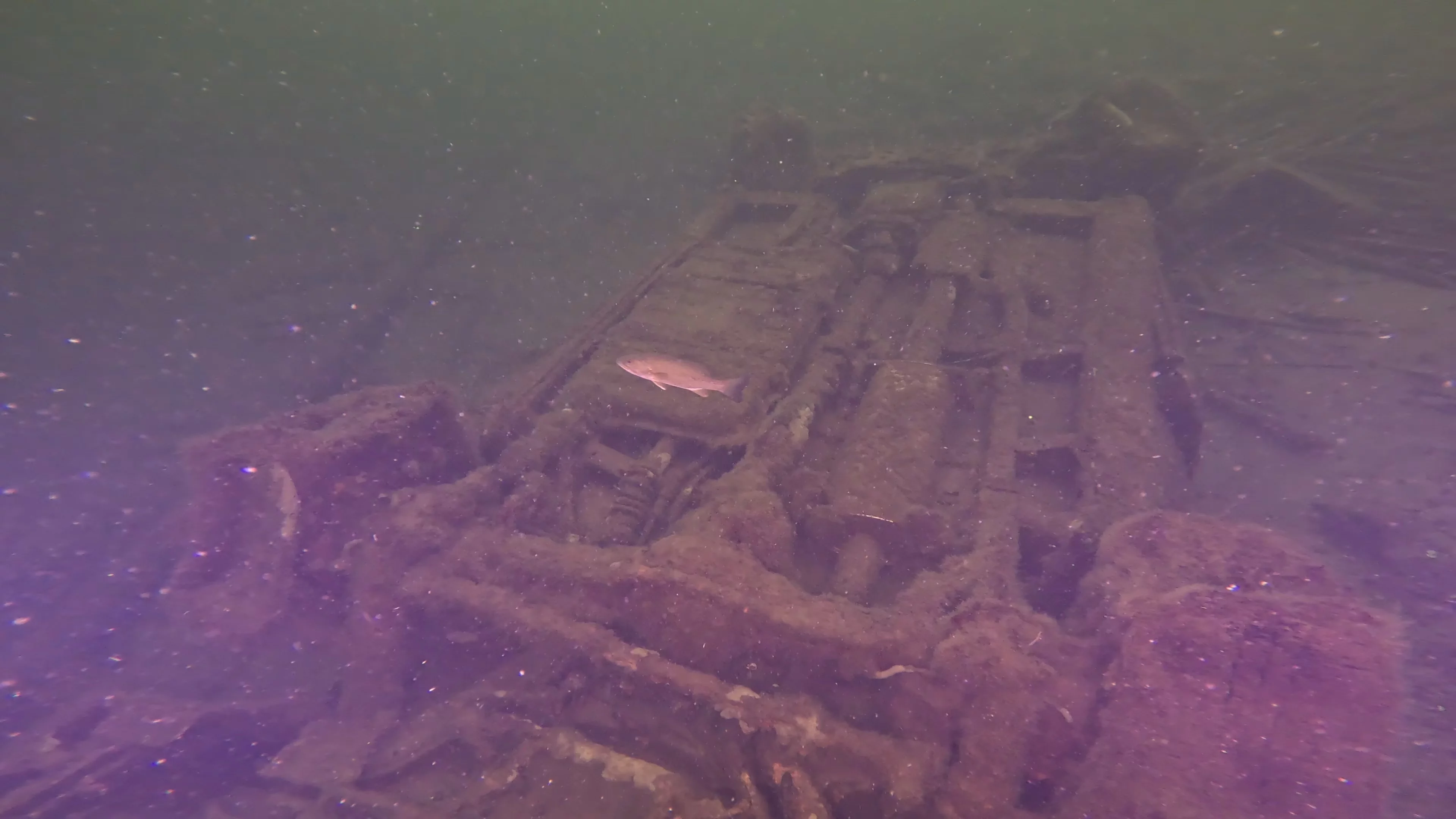 Sunken Car Wreck (V6 Badge) (LU102), Lake Union, Seattle, WA — photo 11 of 15