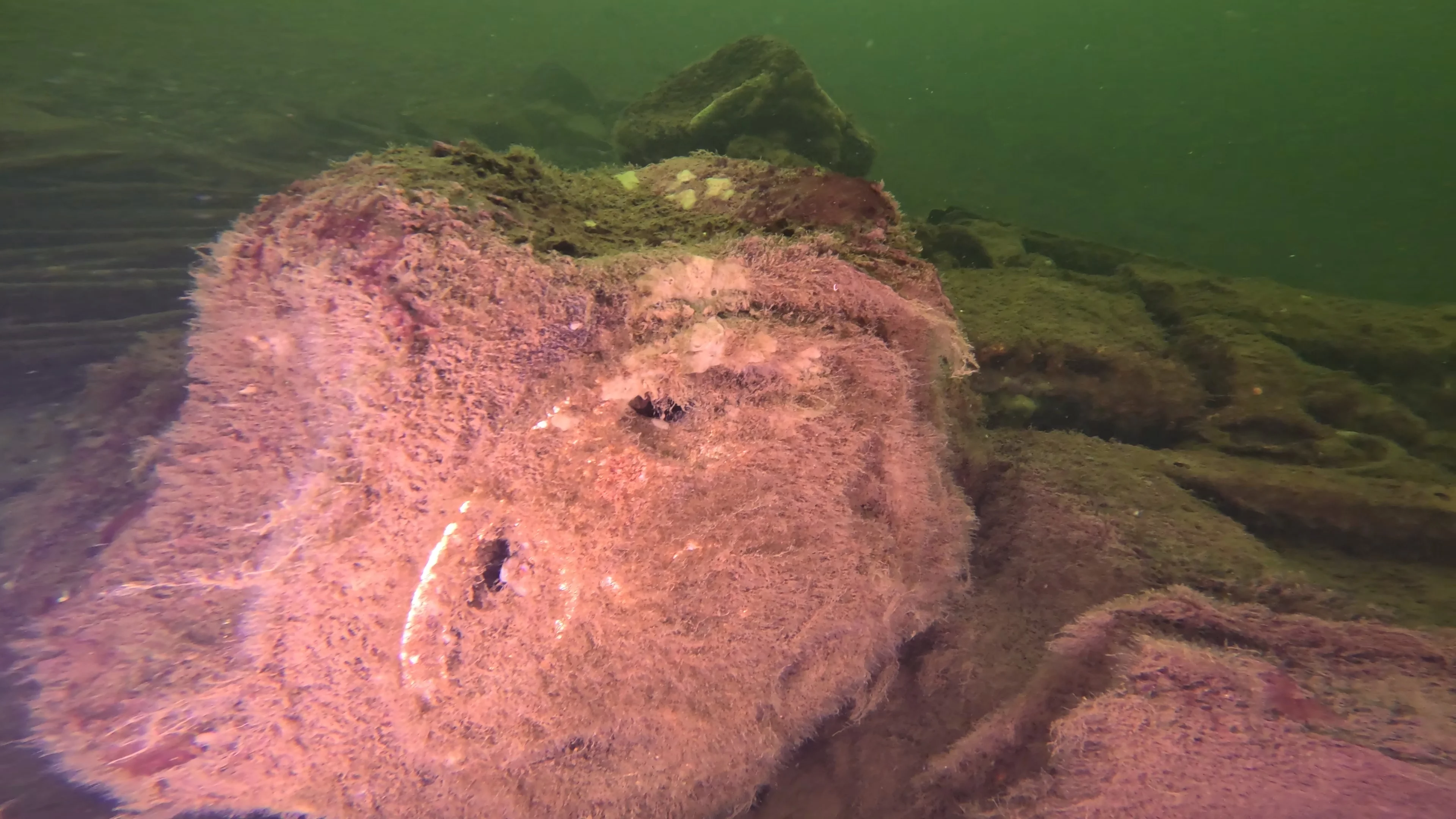 Sunken Car Wreck (V6 Badge) (LU102), Lake Union, Seattle, WA — photo 12 of 15