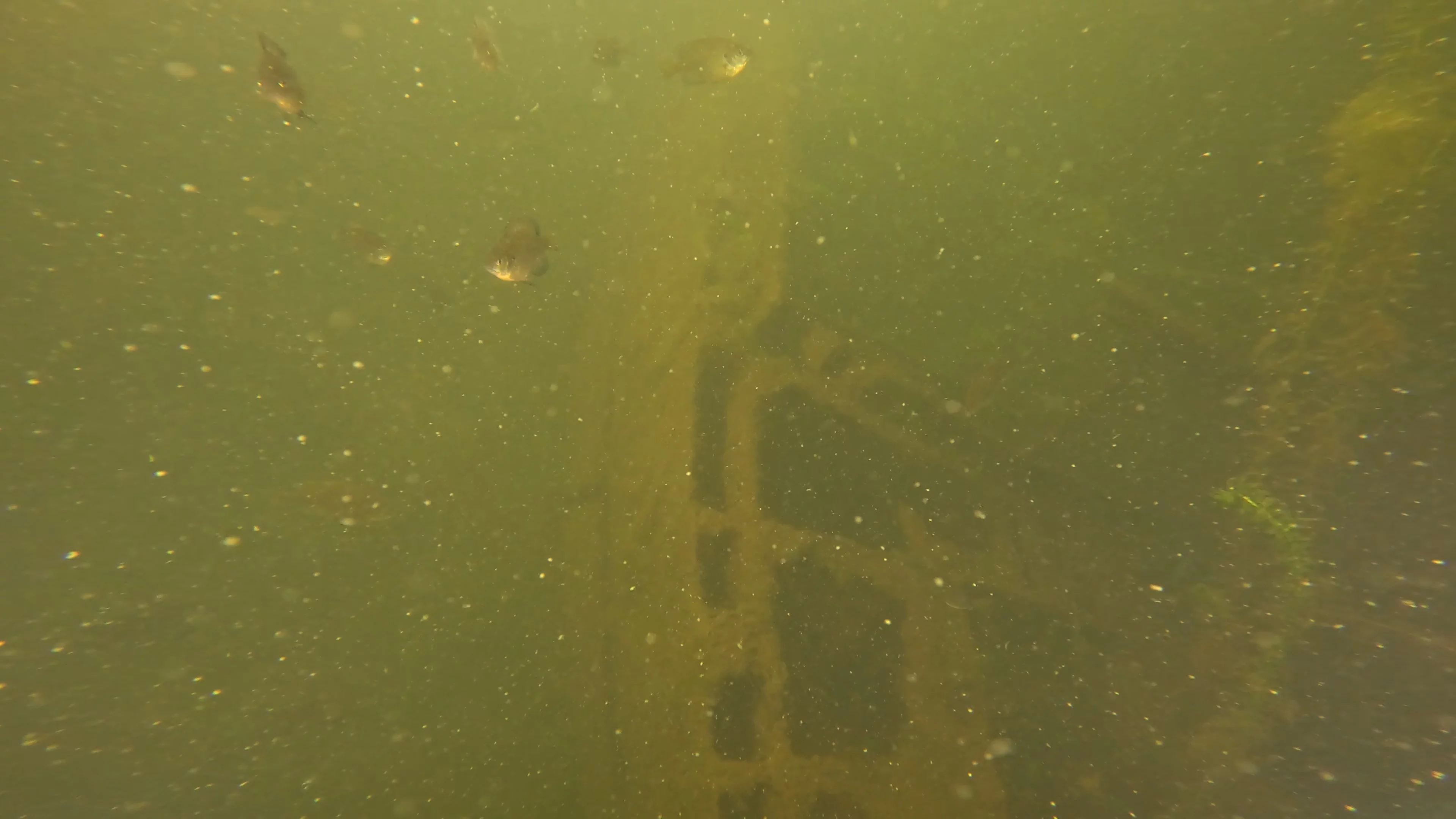 22' Wooden Shipwreck (LU106), Lake Union, Seattle, WA — photo 13 of 37