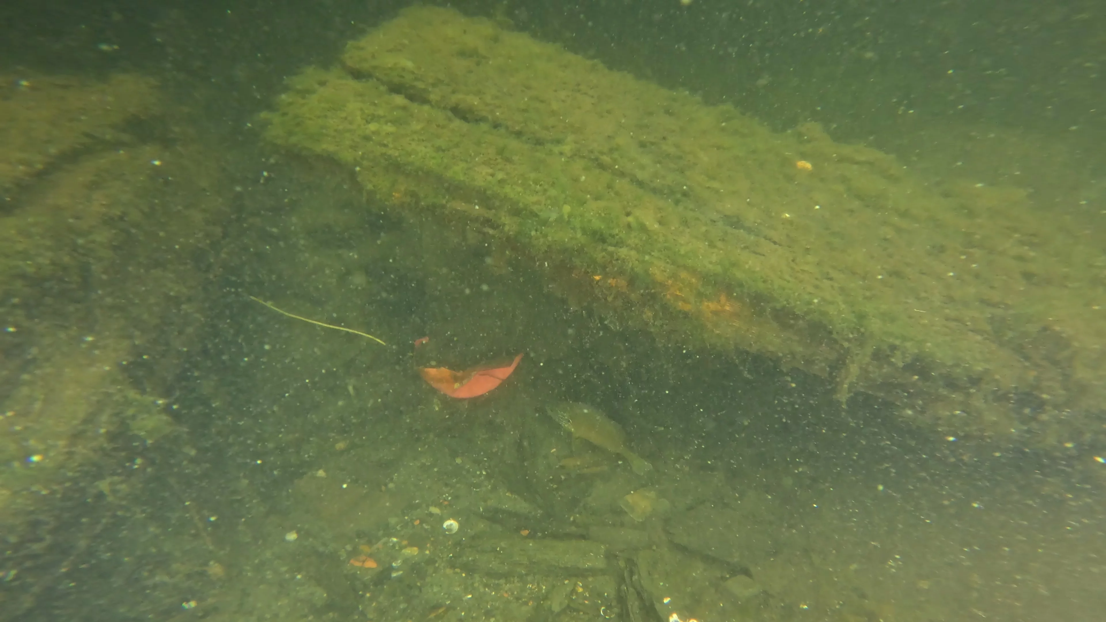 22' Wooden Shipwreck (LU106), Lake Union, Seattle, WA — photo 26 of 37