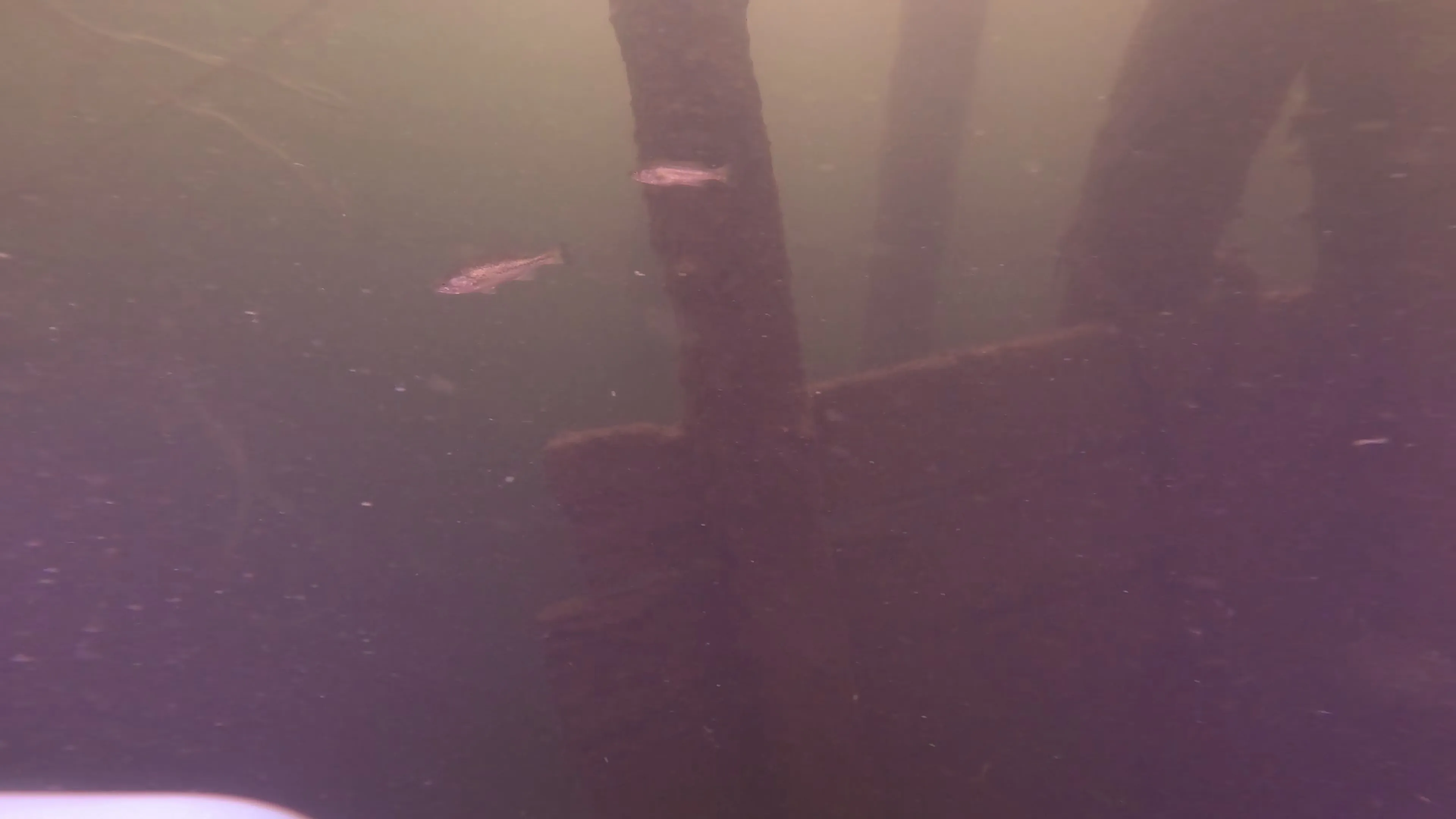 Wood Dock Debris (LU111), Lake Union, Seattle, WA — photo 14 of 30